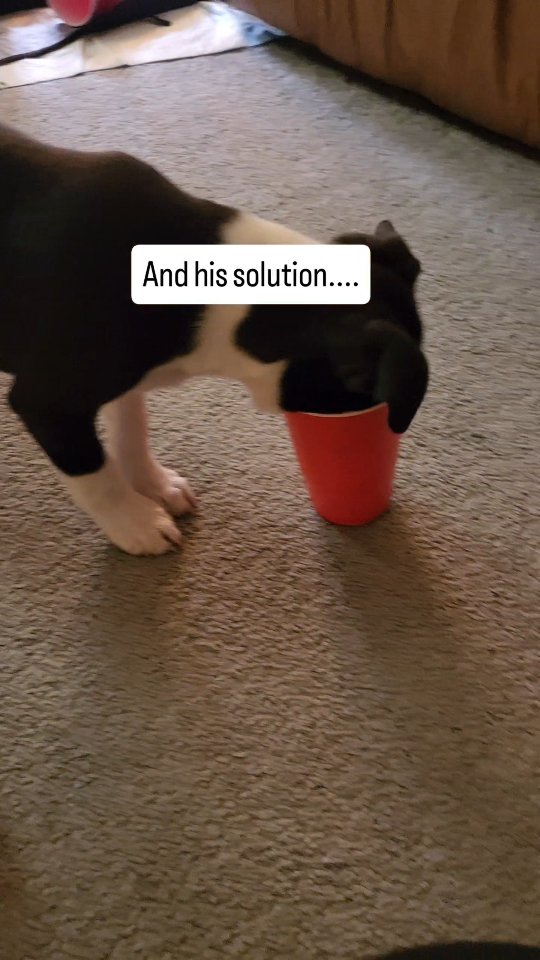 I love enrichment toys… but let’s be honest…
Some dogs are not here for puzzles.
They are here for results.
And honestly? That still counts.
Enrichment shouldn't make things complicated it’s about giving your dog a safe, fun way to use their brain (even if their method is a little… aggressive 😅).
That’s exactly why you need this enrichment card game simple ideas you can actually use with what you already have at home.
If you want easy ways to keep your dog busy (without overthinking it), send me a message and I’ll tell you more.