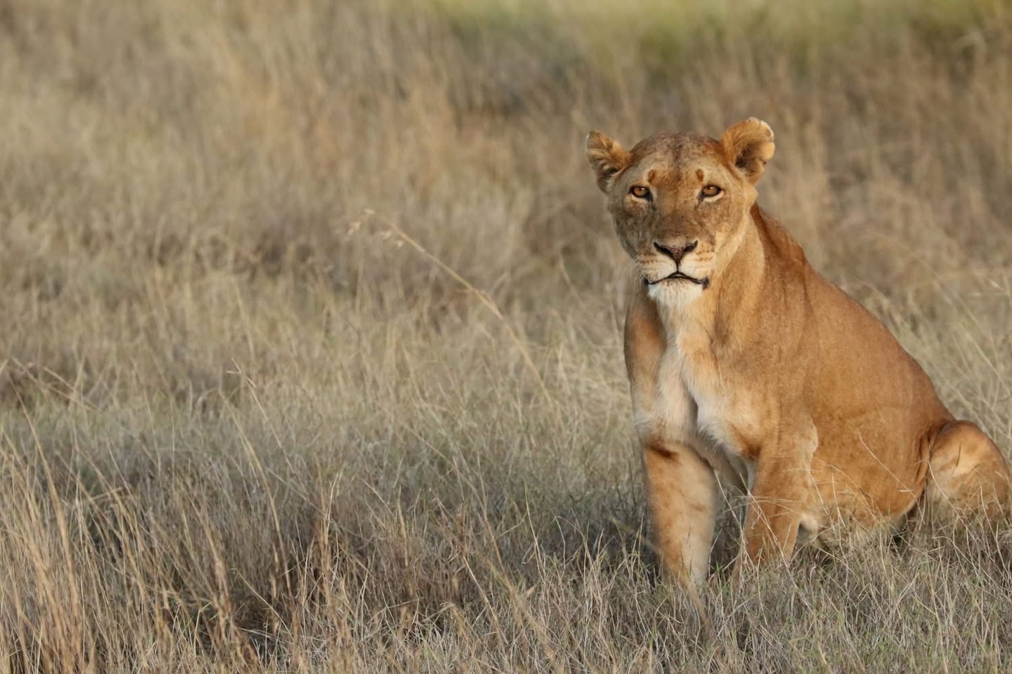 🦁 This is SUCH a good first safari…
If Kenya has ever been on your list but you weren’t sure where to start, this is it. Safari AND beach, all in one easy trip.
📅 July to August 2026
💷 From £3,789pp
You start with the safari side…
📍 Lake Nakuru – 1 night (Full Board)
Flamingos, black rhino and those classic safari views
📍 Masai Mara – 2 nights (Full Board)
Game drives, Big Five sightings, proper safari moments from sunrise to sunset
Then you slow it all down…
📍 Mombasa – 4 nights (All Inclusive)
Beach, sunshine, food and doing absolutely nothing if you want to 🌴
✨ Optional extra
Hot air balloon over the Mara with breakfast… and honestly, it’s incredible
Included
✈️ Flights with Kenya Airways
🚗 Transfers
💼 All taxes & surcharges
🚁 Flying Doctors cover
💷 Deposit 10%
❌ No tourist tax
This is one of those trips you’ll talk about for years… and a really easy way to do safari without overcomplicating it
📞 07856 872978
📧 nctravel@travel-pa.com
🌐 nctravel.co.uk
#KenyaSafari #BucketListTrip #NCTravelUK