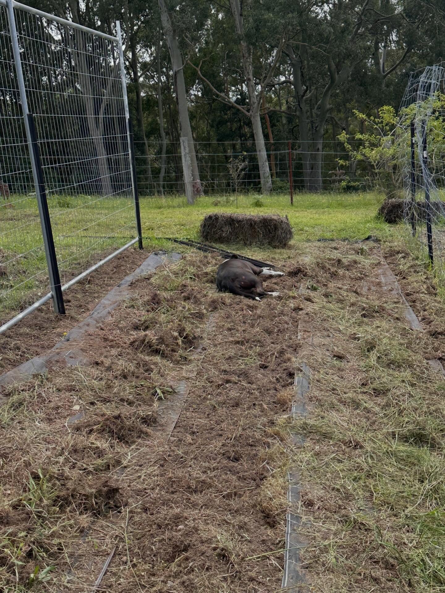 Creating a couple of extra sweet pea beds to fit everything in this year!
This is how I’m planning to move towards a nutrient cycling system from scratch using a forest floor method.
This method will encourage native bacteria and fungal species to feed my sweet peas. It’s a layering technique that will mimic a natural woodland system. I’m aiming for an equal bacterial to fungal ratio for sweet peas.
* I dig out the thick grasses etc and loosen the soil with a garden fork. This will hopefully be the only time I’ll need to dig it up.
* I will add the first layer homemade compost to kick start the process. This compost has sheep manure in it which will feed bacteria populations. Bacteria is the smallest microorganism in the soil and will eventually feed every thing else.
* Cover with a light layer of leaf litter collected from last season. This is the first layer of easy to digest fungal food. I’m introducing native fungal species, and will also inoculate with Mycogold as I go.
* Next a very loose layer of lucerne is added to protect the soil from moisture loss. It’s important that it’s loose to allow air and water to move through. So important to avoid the layers going anaerobic!
I will leave this alone for a few weeks checking the moisture isn’t too wet or dry before planting into it.
I’m starting the sweet peas for this new area in forestry tubes rather than direct sowing. You absolutely could direct sow, but I want to get as much organic matter deep into the soil to feed the sweet peas as possible. My seed starting mix will have extra compost, and biochar to feed the plants while my forest floor system is established.
I will continue to add layers to the top like a lasagna as the plant grows bringing in a new food source specifically for the stage of growth the plant is in.
The weed mat will be replaced with ramial wood chip at the end of the season to keep the soil in the pathway healthy.