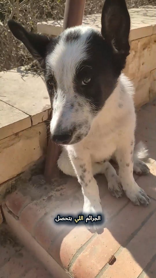 هتعمل راجل علي جرو غلبان هنجرريك زي الفراخ و هننقذ الكلب منك و بأمر الله هنرجعه لأهله! زمن الافتري انتهي يا هلفوت منك له ..
والداخليه الحمد لله شايفه شغلها علي اكمل وجه و قرارات سيادة الرئيس عبد الفتاح السيسي كلها حكمه و رحمه في ملف الحيوانات الحرة
You kidnap a puppy and torture him, we save the lil creature and bring him back to his family!
I hope all sadists go to hell and burn