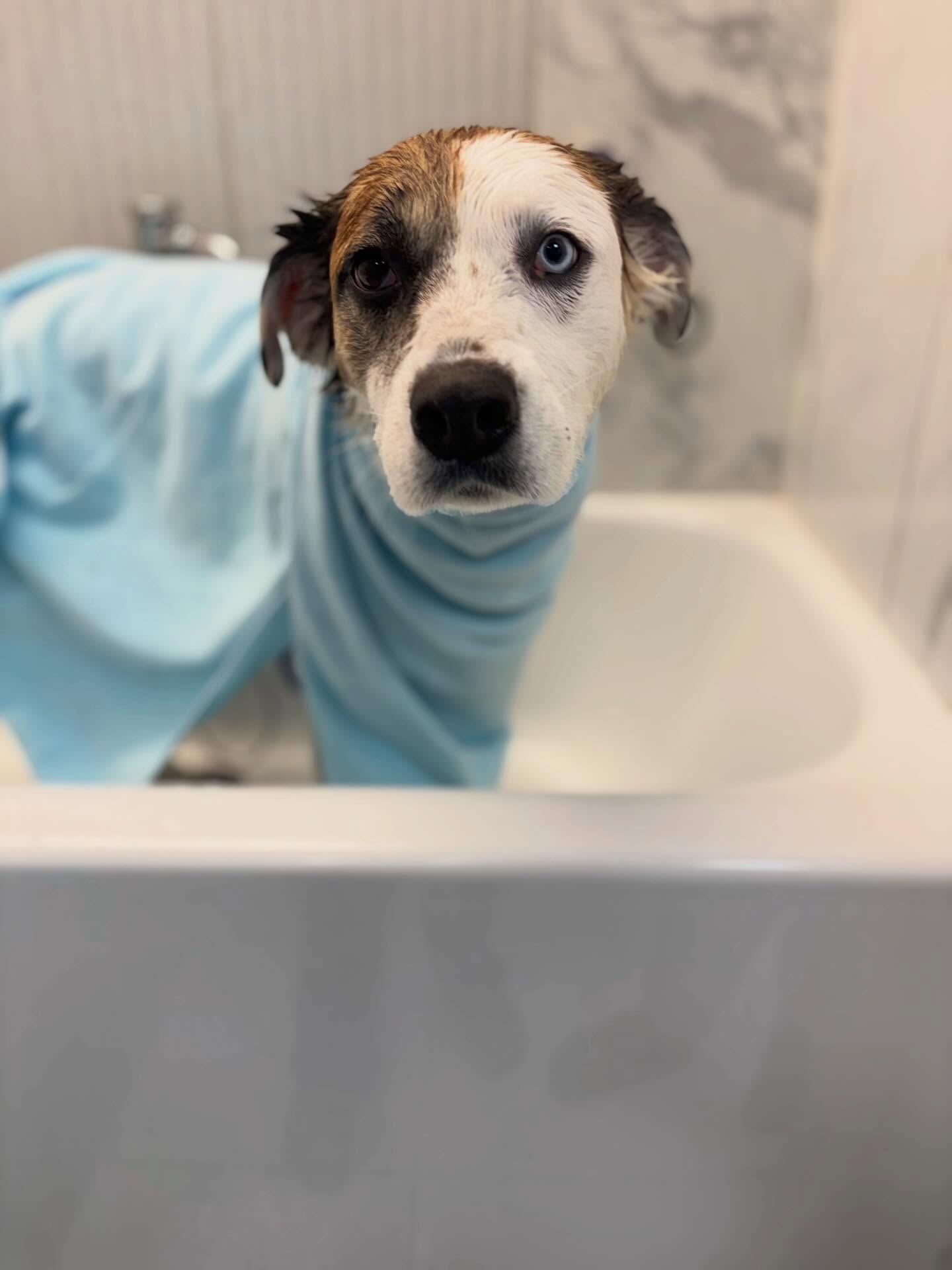 Iris 🌸
#dogbath #dog #dogsofinstagram #fluffy #relaxing
