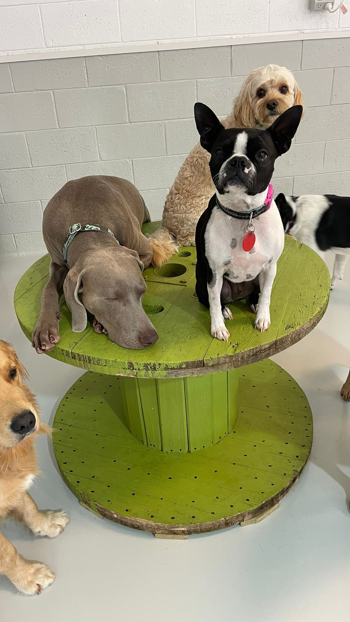 🤣🤭🐾🐶
.
.
.
.
.
.
#funny #dogfunny #dogdaycarelife #goofy #goofydog #wooflandnz #dogsofauckland #nzdog