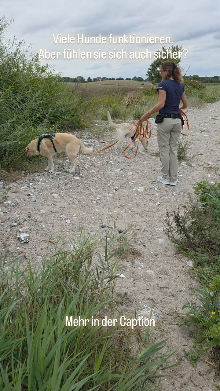 Viele Hunde funktionieren.
Aber fühlen sie sich auch sicher?
Viele Wege im Hundetraining
richten sich nach dem Menschen.
Nach dem Wunsch, dass es „funktioniert“ .
Und ja – das fühlt sich oft gut an.
Aber was, wenn wir dabei
etwas Entscheidendes übersehen?
👉 Den Hund.
Seine Bedürfnisse.
Seine Kommunikation.
Seine Emotionen.
Viele Menschen lernen,
dass Hunde ausgelastet werden müssen.
Dass Kommandos befolgt werden müssen.
Was sie oft nicht lernen:
Wie viel Ruhe ein Hund braucht.
Wie fein er kommuniziert.
Und wie früh er zeigt,
dass es ihm zu viel wird.
Veränderung entsteht nicht durch Kontrolle.
Sondern durch Verständnis.
Hunde lernen immer.
Die Frage ist nur: wie.
🐾❤️