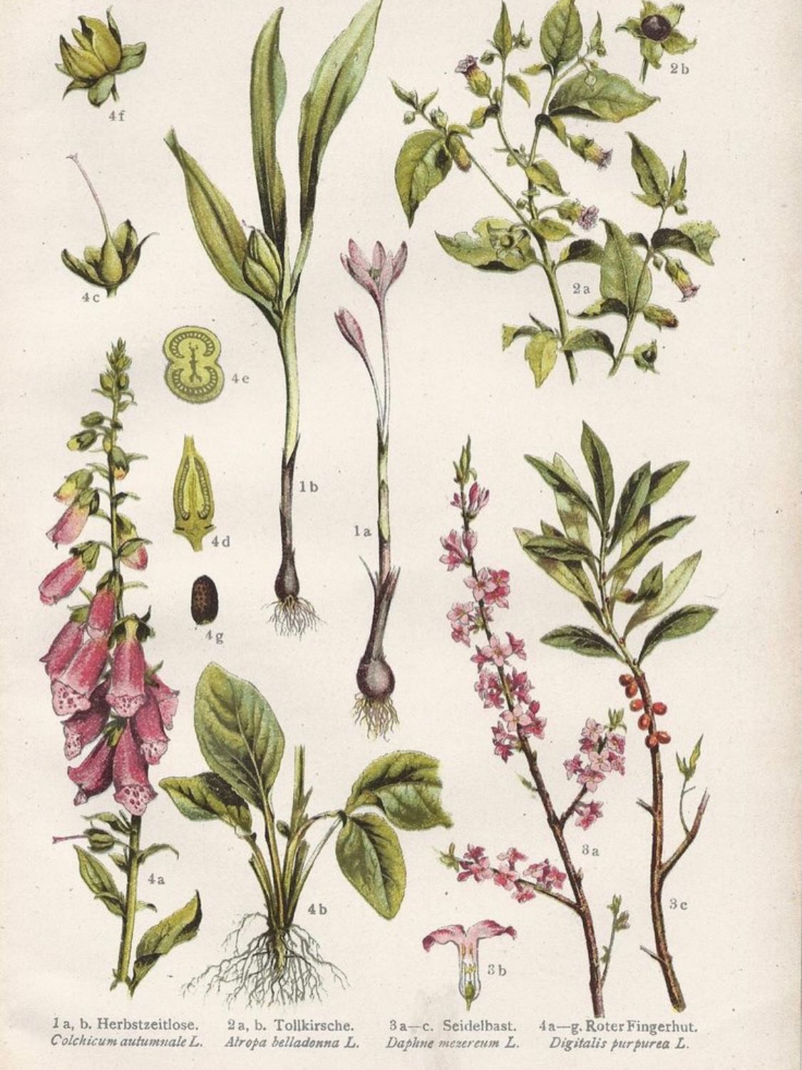 On our Spoil Yourself page we have sourced local artisans to make your stay here @sous_lolivier_dentrecasteaux more memorable. Are you interested in learning about wild plants? Do you want to hear all the secrets of the local Provençal wild plants? Then prepare for a Botanical Walk with Vera!
For two hours she shares her love for plants, and teaches about their properties and uses – whether edible, medicinal or domestic. Above all she tells fascinating stories about each plant, with fun facts and light anecdotes.
During Cyanotype Workshop, you will discover a 180 year old photographic printing process called cyanotype or blueprint. With wild plants that you will pick from nature, a few pieces of paper, ferric salts, sun, water, wind and above all your inspiration, you will create stunning white and Prussian blue images that you can take home.You can book direct with @jardin_medicinal_entrecasteaux or we can arrange for you during your stay .