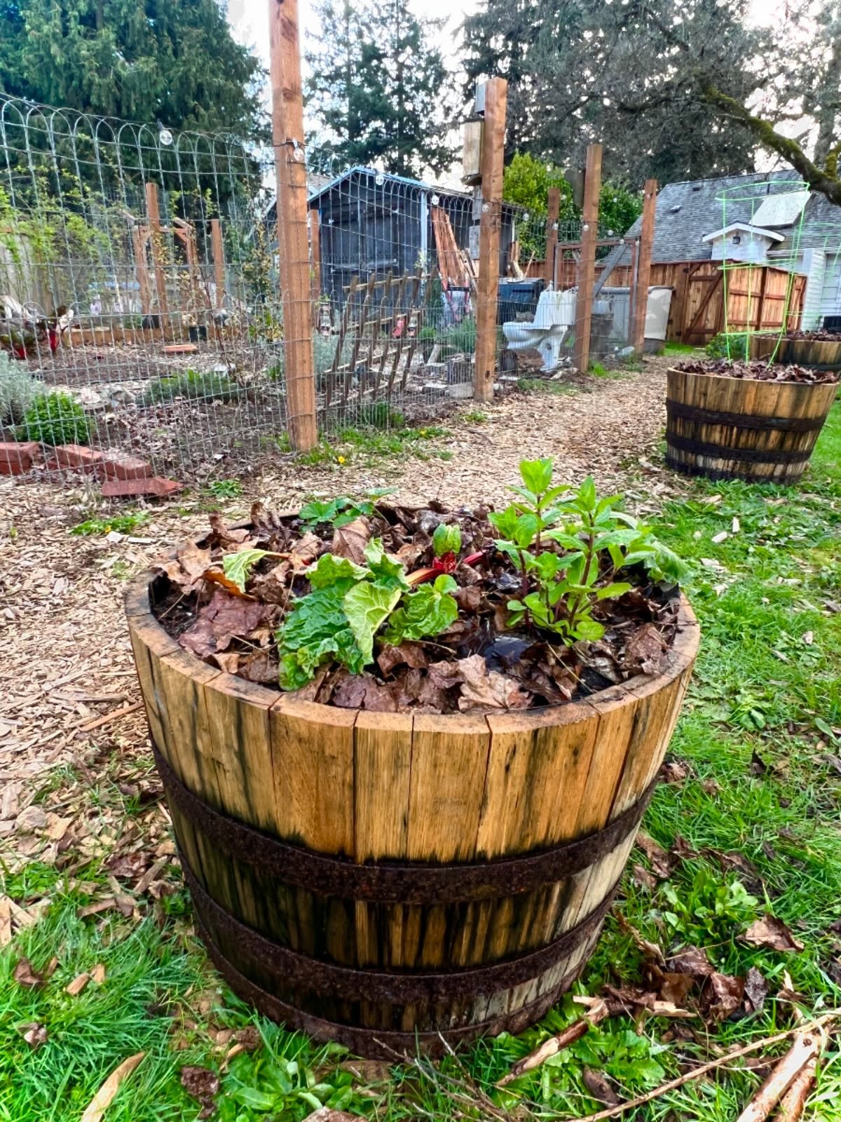 One man’s waste is another person’s treasure.
In this case? Old whiskey barrels turned planter boxes.
The insides were charred to preserve them for longer, while also adding a biochar to benefit soil and plants.
At the base, we stacked chunks of wood and sticks, as a mini hugelkultur addition. Over time this wood will provide extra nutrients to the system (that is, the on-going relationships between plants, soil communities and the other elements like water and sunshine that impact this micro ecosystem).
Four-way soil was then added and topped with leafy compost, full of red wrigglers, as well as other beneficial bacteria and insects.
Most of the plants are to come, but today we started with the addition of our first companion planting of rhubarb, strawberry and mojito mint!
One filled, seven more to go at our at-home Living Lab 🌱 These additions are the first step toward more distinct pathways that are being developed. Large logs will go in between the barrels to outline the walkways, followed by a fresh layer of cedar chips 💅
Thanks to our volunteers today who came out and helped with setting up these additions, weeding and mulching in the food forest, and snacking on homemade guac and jalepeno poppers with bacon 🤤
Next Living Lab work party TBD! Follow here to learn about our next dates to join in.
#permaculture #permaculturedesign #foodforest #polyculture #companionplanting