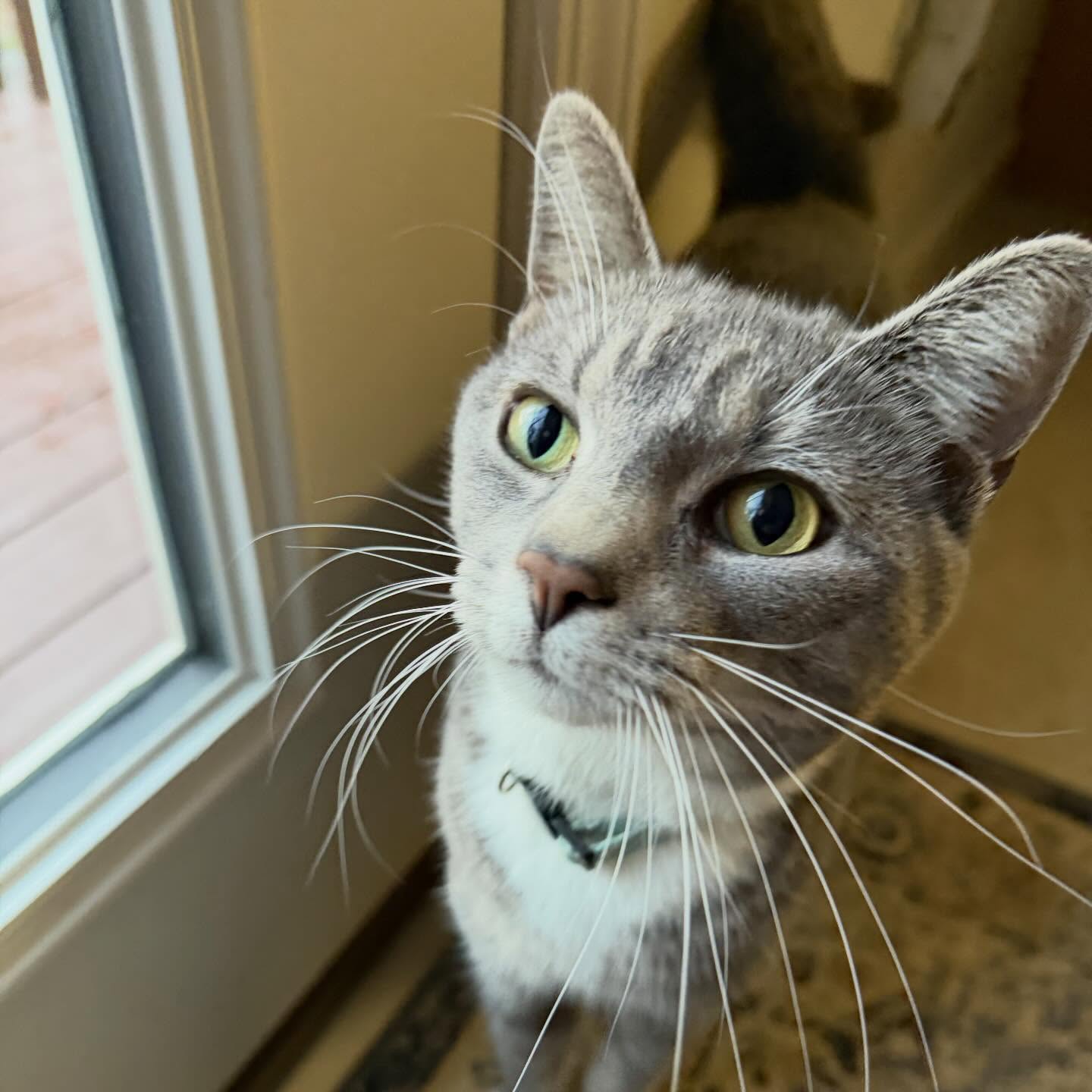 Happy Purrsday!
Cats may have a reputation for being independent… but a lot can happen in 24 hours.
From empty water bowls to surprise messes and everything in between, having someone check in each day keeps your kitty safe, comfortable, and stress-free.
And let’s be honest—nothing beats those extra chin scratches and a little daily love.
Your cat deserves more than “just enough”—they deserve thoughtful, reliable care.
#catsitter #purrsday #richmondindiana #centervilleindiana #meow