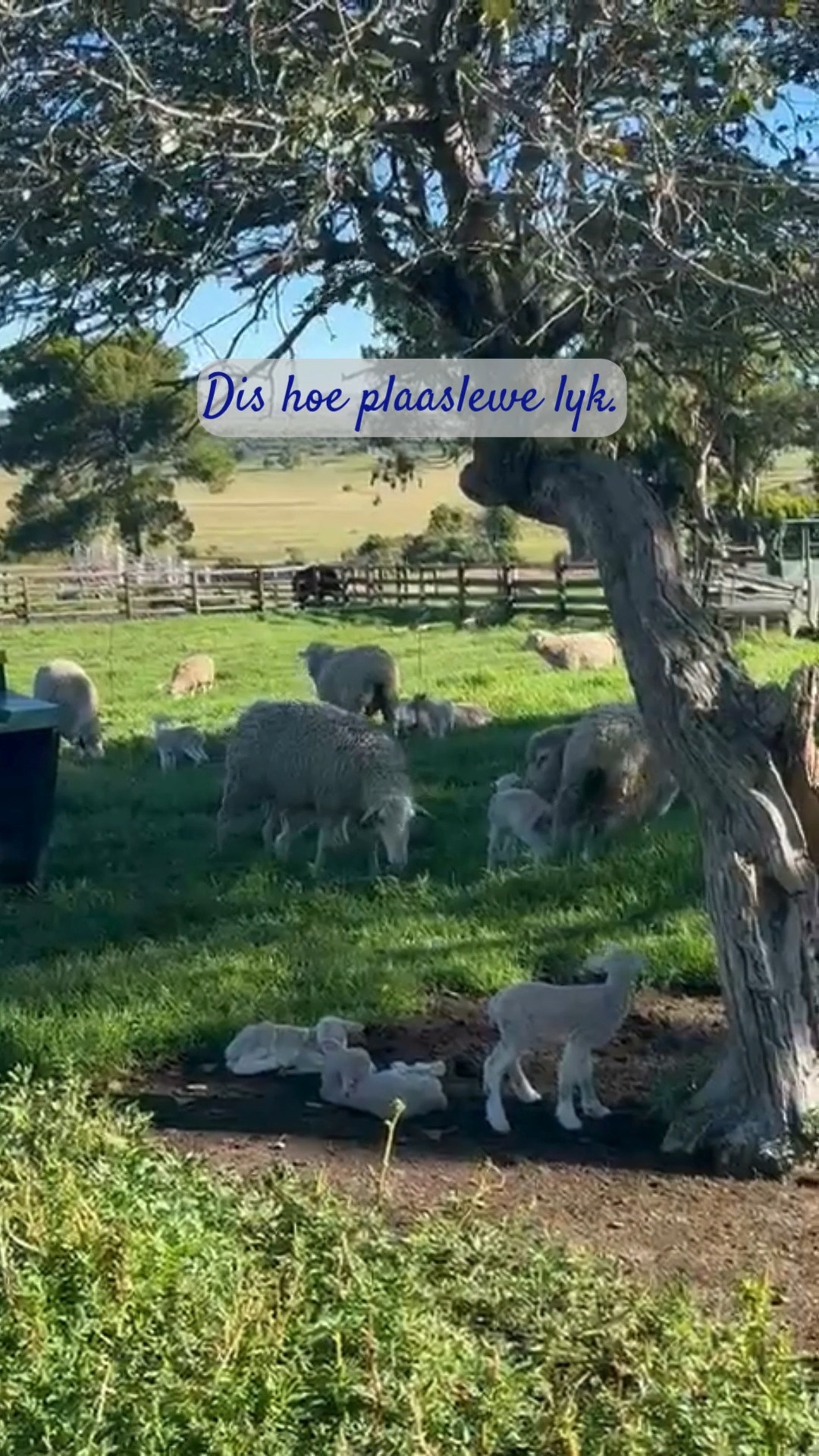 Dis βn bekende ritme op die plaas. Nuwe lewe, rustige oggende en werk wat stil maar doelgerig aangaan.
Elke seisoen bring sy eie pas, en lamtyd is net nog βn deel van die groter storie.
#BloukruinBoerdery #Lamtyd #PlaasLewe