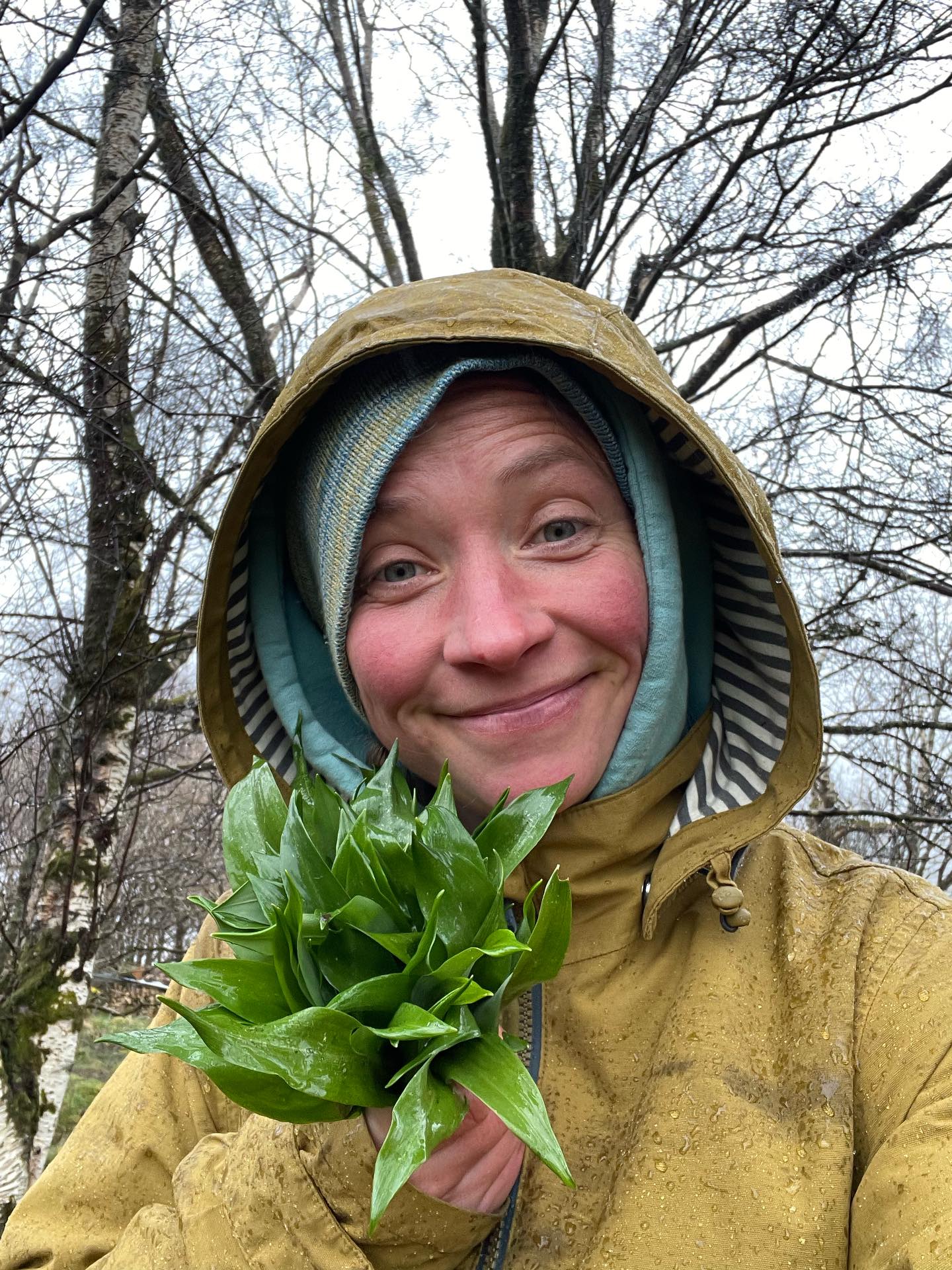 Wild garlic, seaweed and nettle seed cheese-jacks 🤤
I’m aching for spring to come to the West Highlands but it’s been another week of s***ty freezing rain, wind and sleet. I’ve given up on my aspirations of planting tatties and sowing seeds this weekend. The nettles are barely up, my usual April edible leafy pals are way behind. I’m like a coiled spring awaiting the bursting forth that is to come…
So I braved the sleet, grabbed a handful of wild garlic and resigned myself to baking warming comfort snacks and sitting by the fire.
These savoury flapjacks went down a treat, with half a tray polished off before they even cooled!
Recipe (carefully measured as ever 🙄) makes 2 trays:
Block of butter
1/2 kg porridge oats
4 grated carrots
4 eggs
A guid puckle of wild garlic
Approx 3 tbsp dried and ground sea lettuce
2-3 tbsp nettle seeds
Handful of mixed seeds (flax, pumpkin, sesame, linseed, sunflower etc)
2 tbsp chia seeds
Approx 200g strong cheddar, our closest local cheddar is @isle_of_mull_cheese which is BANGIN in these flapjacks 🙌
Method: grease 2 baking trays or dishes while your oven preheats. Melt the butter over a gentle heat. Mix the dry ingredients together well then lovingly smoosh all of the ingredients together and bake in a moderately hot oven for 20 mins or until toasty golden brown. Enjoy warm or cold depending on whether spring has arrived in your part of the world or not.
.
.
.
.
.
.
#wildgarlic #nettleseed #foraged #wildfood #whenisspringcoming