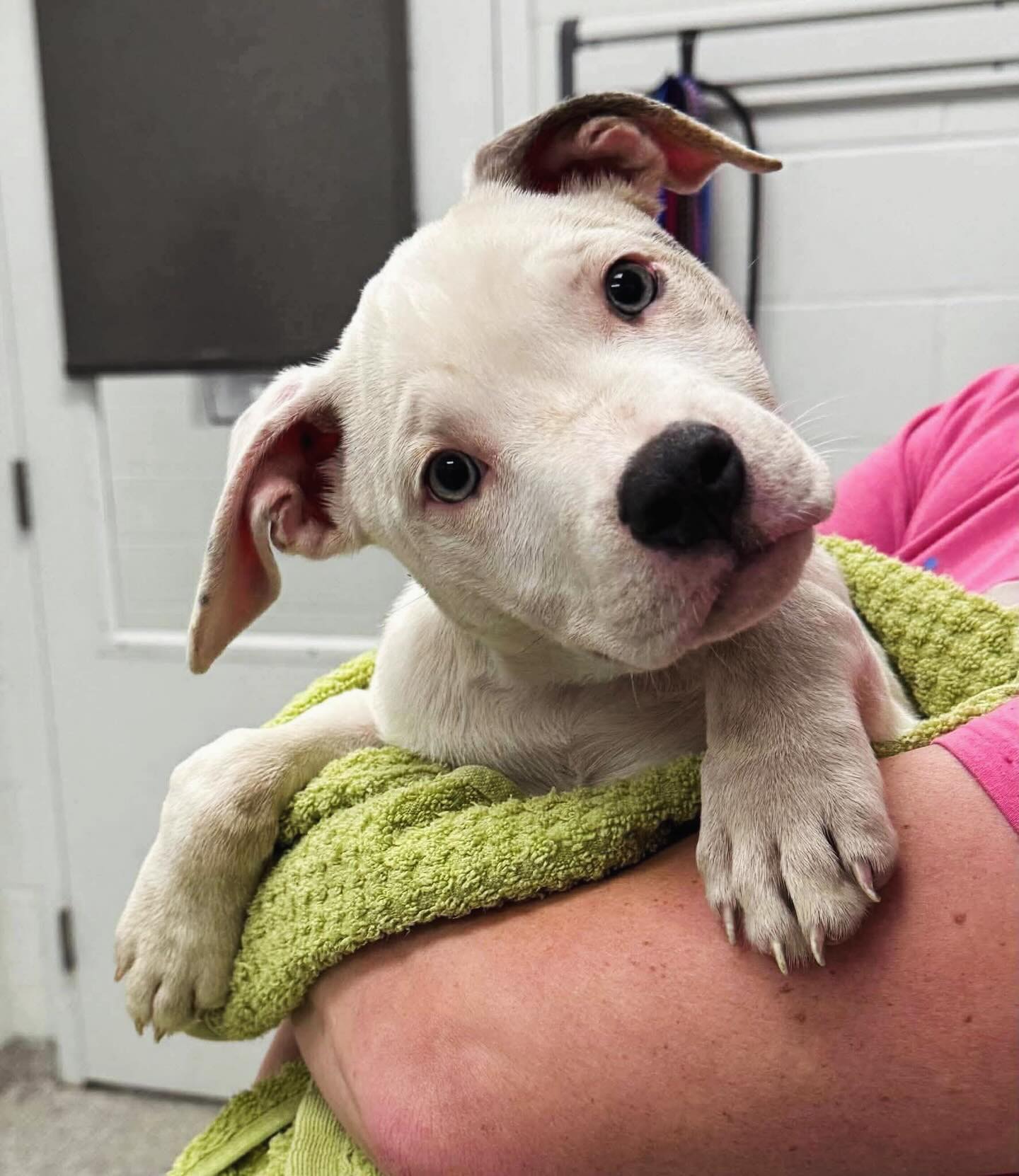 Somehow this girl went from roaming the streets to being the easiest houseguest ever!
Skye’s first night in foster was a total breeze! She’s a massive cuddler, went right into her crate at bedtime, and didn’t even budge when the early morning alarms went off.
Between those brindle patches and opalite eyes is a pup waiting for her forever family. Until then, we can’t wait to see more of her personality come out. We’re just happy she’s safe and getting some much-needed sleep.
Apply to meet Skye through the link in our bio!
#fosterpuppy #adoptdontshop❤️ #adoptablepitbull