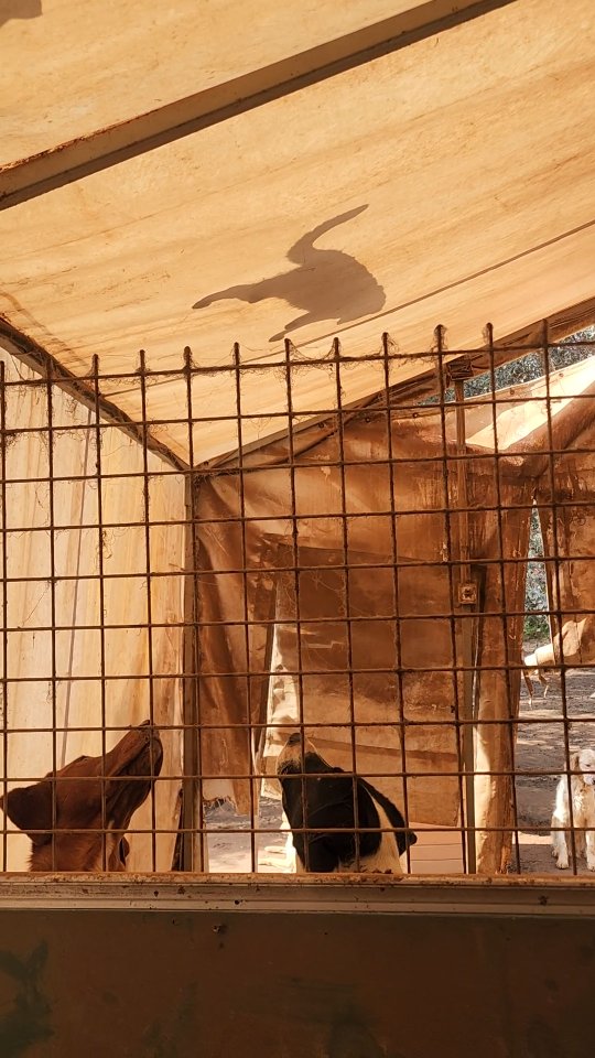 Those cheeky cats taunting our dogs again!