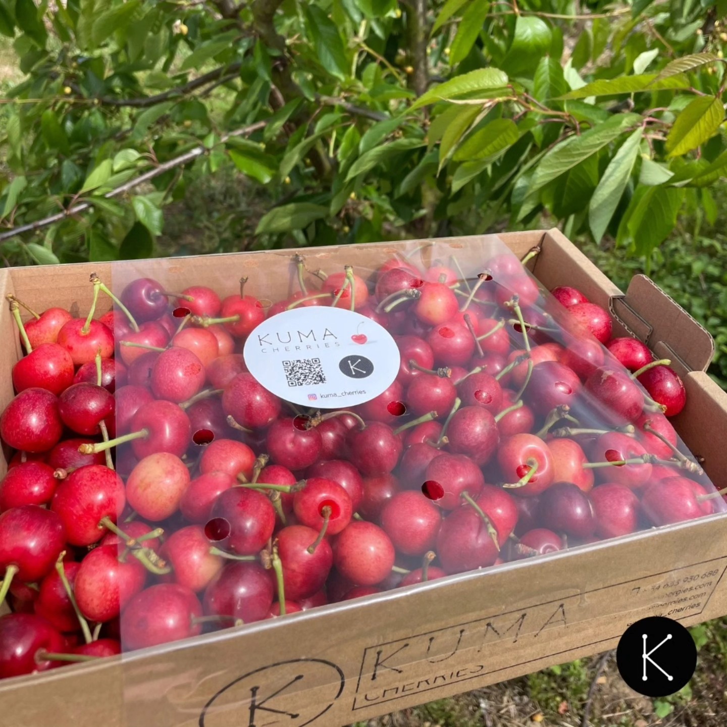 Estos son los dos formatos en los que encontrarás nuestras cerezas este verano en tu tienda de confianza.
🍒 En la caja de Kuma Cherries, en las tiendas de Cangas del Narcea y Allande.
🍒 En la de @feitoytoyosa , en el resto de Asturias.
En cualquiera de los dos casos, lo importante está en el interior. 😉
#cerezas #KumaCherries #cerezasenverano #ProductosdeAsturias #productores #Agricultura #Asturias #Allande #CangasdelNarcea #FeitoyToyosa #productodecercanía #productodeproximidad