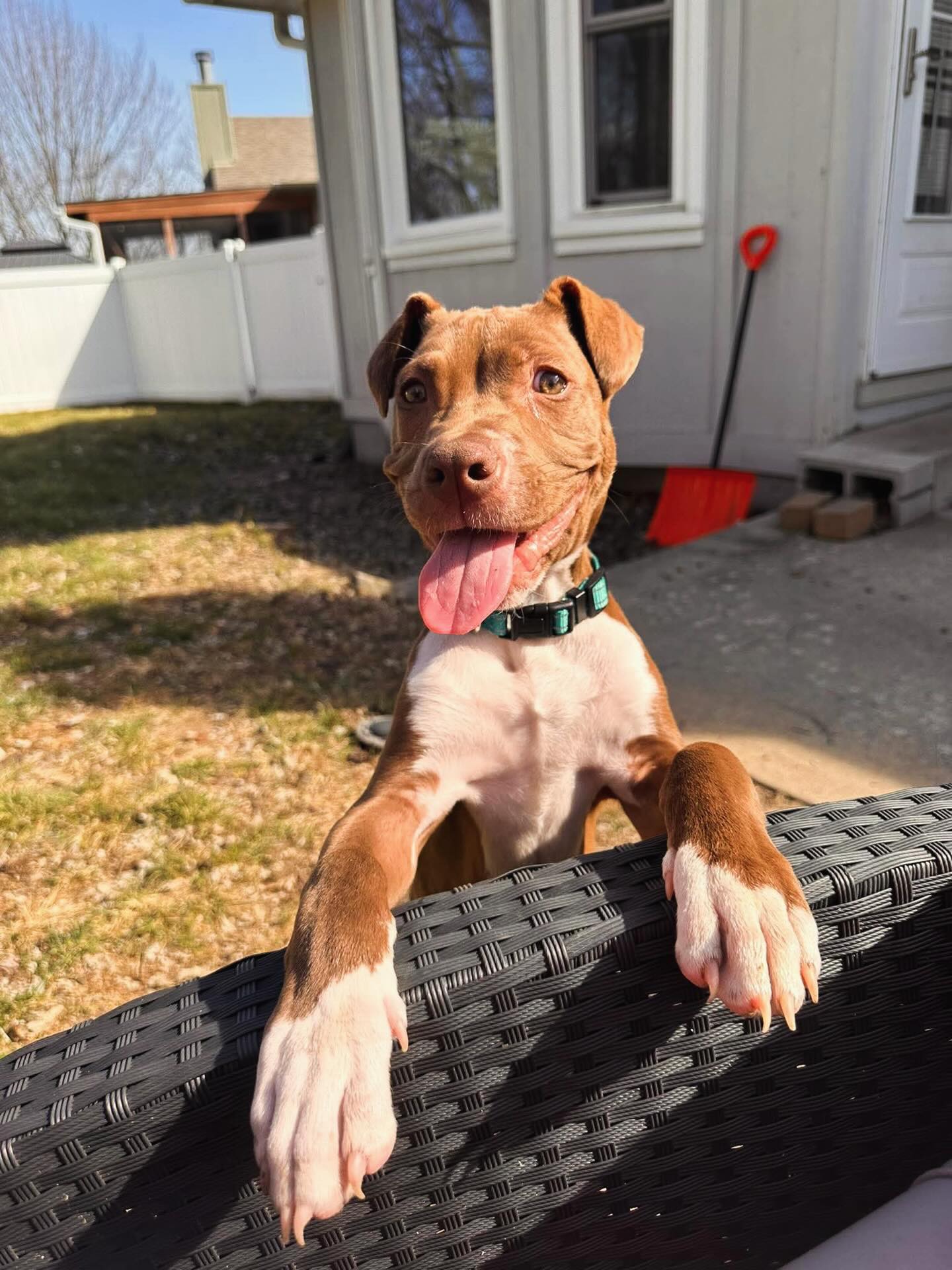Gramps is growing everyday and he wants to show you how magical his love is!
Currently, his favorite things include: sun bathing, sticks, and giving the cutest puppy dog eyes in hopes of climbing into your lap.
Want to meet him? Apply here: https://www.madeapromiserescue.org/dogs/grandpa-wrinkles
#adoptabledogs #pitbullsofinsta #rescuedogsofinstagram