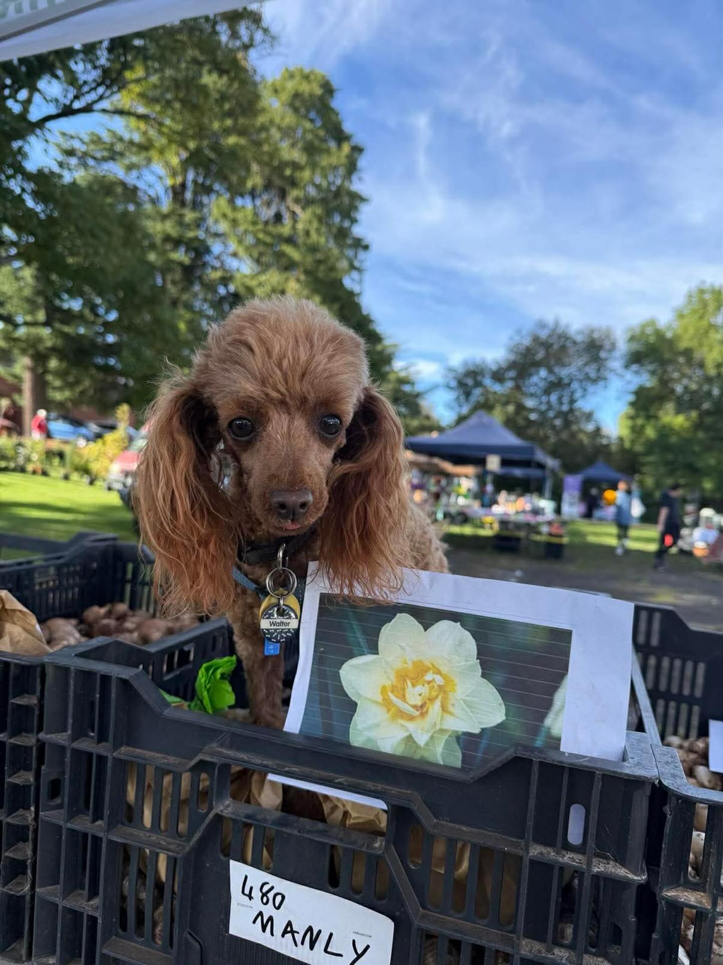 Did you know our festival is completely volunteer run!?
Thanks to our newest (cutest) volunteer Walter !!
You can now purchase bulbs online and collect them at @theoldauctionhouse ! Check the link in bio to purchase online
