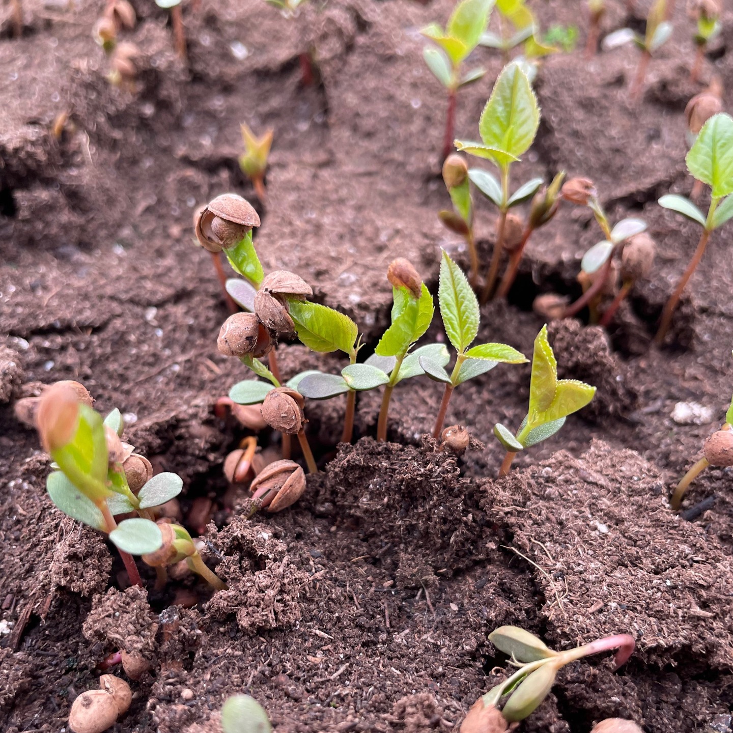 La saison est lancée chez Pépinière North Hill. Pour une 5e année nous nous affairons à produire une grande variété de végétaux indigènes et naturalisés à distribuer partout au Québec. En tout temps, nous prenons les commandes pour vos projets de petite et grande envergure. Renaturalisation , bandes riveraines, paysagement, contactez-nous au info.pepinierenh@gmail.com dès maintenant. Et abonnez-vous à notre infolettre pour d'autres nouvelles de la pépinière. www.pepinierenorthhill.com