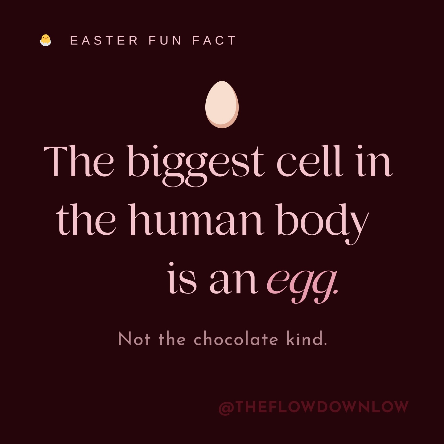 🐣 Easter fun fact: the biggest egg isn’t the one you’re hunting for this weekend.
It’s yours!
The human ovum is the only cell in the body visible to the naked eye. Around 0.1mm across, it carries everything needed to potentially begin a life.
You were born with up to 2 million of them. By the time you’re an adult, around 300,000 remain.
Wild, right? 🩸
We make peri0d underwear because bodies that do this deserve comfort as standard. Australian made, patented, tested on real bodies with real peri0ds.
Shop via the link in bio 🔗