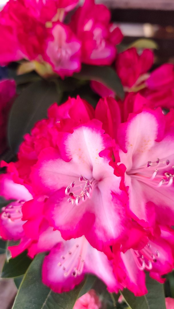 Le soleil ravive chaque couleur de nos plantes extérieures !
Clématites, Azalée, Rhododendron, Cinéraire, Lewisia...
C'est.. dispo ! 🩷