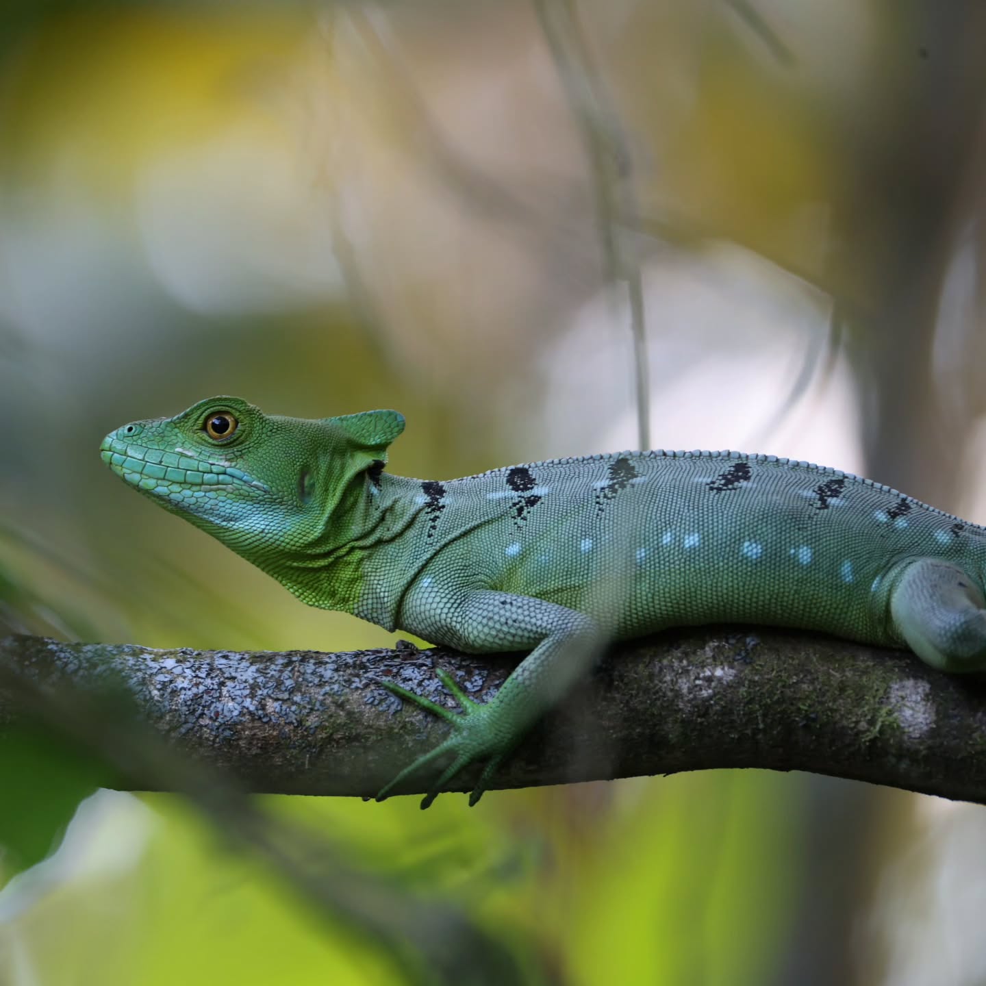 Emerald Basilisk (Basiliscus plumifrons)
• Known as the “Jesus Christ lizard” because it can run on water to escape predators—one of the most incredible sights in the rainforest!
• Males are especially striking, with a bright emerald green color and a large crest on their head and back, making them look almost prehistoric.
• They are excellent climbers and swimmers, often found near rivers and streams in the rainforest.
• When threatened, they can sprint across the water using their long toes and speed before diving in to hide.
Another reminder that Costa Rica is full of surprises! 🌎✨
Cannon 200-800mm F6.3-9 IS USM
#EmeraldBasilisk #BasiliscusPlumifrons #CostaRicaWildlife #RainforestLife #FreddyExperiences PuraVida