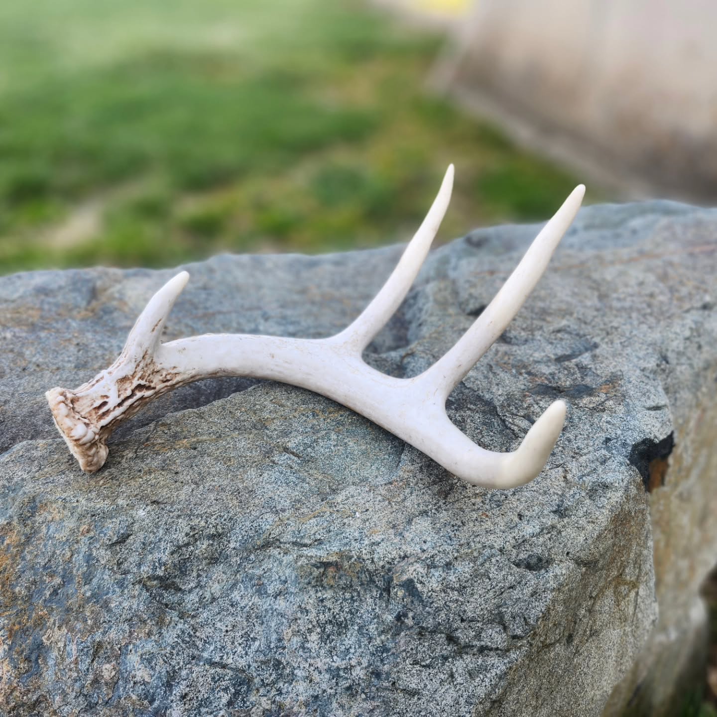 There’s always something unexpected waiting to be discovered at the farm 🤎
Today it was these antlers—quietly reminding us that even in nature’s cycles, there is beauty, growth, and meaning to be found. 🌿✨