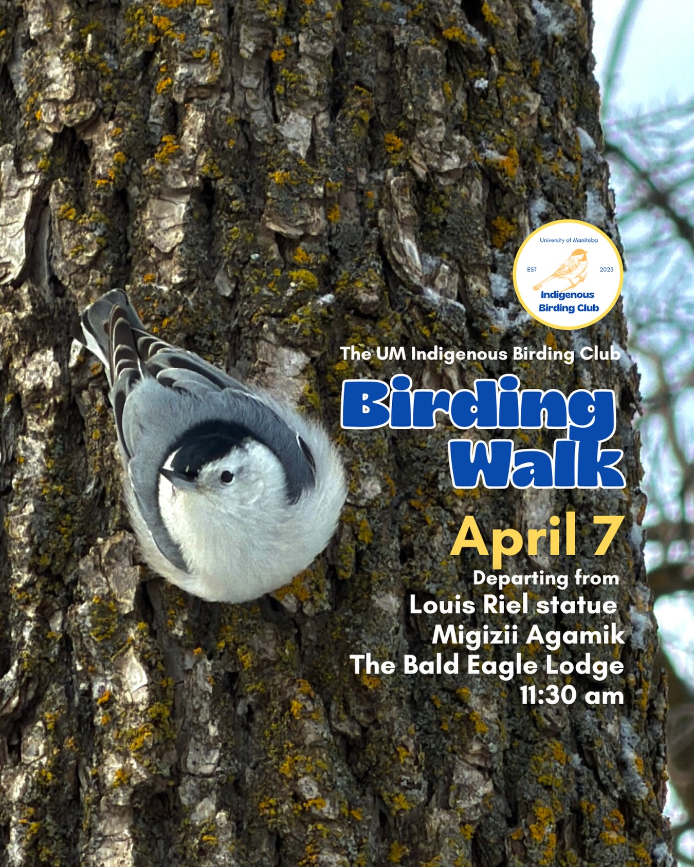 Join us for a relaxed, 1.5-hour birding walk that begins at Migizii Agamik – Bald Eagle Lodge. We will gather at 11:20 a.m. by the Louis Riel statue, with the walk starting promptly at 11:30 a.m. The walk will take us to King’s Park, or another nearby location, at a leisurely pace, allowing us to enjoy our feathered relatives in the green spaces on and near campus.
These walks are open to BIPOC (Black, Indigenous, and People of Colour) folks and allies who share our belief that birding is for everyone, regardless of experience. Whether you’re new to birding or a seasoned enthusiast, we welcome you to join. Just dress for the weather and be sure to bring sunscreen and water. If you don’t have your own binoculars, we have some available to borrow.
Our walks are an opportunity to connect with nature, build community, and learn from one another in a relaxed and supportive environment. Feel free to participate at your own pace, there’s no need to stay with the group the entire time, and you’re welcome to come and go as you please.
Accessibility Information:
The walk covers a variety of paths, including pavement, grass, dirt, and gravel, with mostly flat terrain and a few gentle slopes.
Washrooms are available approximately halfway along the walk.
If you need assistance or have specific accessibility requirements, please let us know in advance so we can do our best to accommodate you.
Parking:
Please note there is NO free parking on campus M-F from 8:30 a.m. to 4:30 p.m. Parking is available in the Parkade and at metered spaces for a fee.
We look forward to seeing you there!
📷: Justin Rasmussen