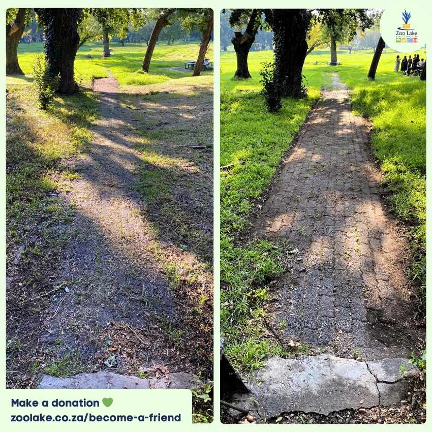 Not perfect, but definitely better. ✌️
Unfortunately the paving in this section of pathway itself is missing bricks, making neatening it quite a challenge. We do what we can. 