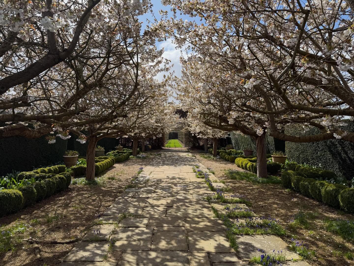 Taihaku cherries looking wonderful today