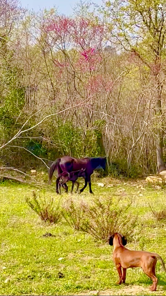 Osservare senza intervenire.
Il cane si ferma,
legge la situazione.
La cavalla protegge,
il puledro resta vicino.
Distanze chiare.
Comunicazione silenziosa.
È così che funziona:
rispetto, spazio, equilibrio.
Senza bisogno di altro🌿
Beobachten statt eingreifen.
Der Hund hält inne,
nimmt wahr, liest die Situation.
Die Stute bleibt aufmerksam,
das Fohlen in ihrer Nähe.
Klare Distanzen.
Stille Kommunikation.
So entsteht Balance:
durch Raum, Respekt und Verständnis.
Ohne Druck. Ohne Zwang.
#CavalloMaremmano #Maremmano #bayerischegebirgschweisshund #LePuledraieDiSterpeti #Nachhaltigkeit in der Pferdezucht gesundePferde healthyhorses ethologie ethologieequine
EquineEthology HorseBehavior NaturalHorsemanship HorseCenteredBreeding RespectAndTrust Pferdeverhalten Pferdehaltung
VitaNelBranco CavalliInLibertà RispettoERelazione EquilibrioNaturale HundUndPferd DogAndHorse Interazione
bayerischergebirgsschweißhund segugiobavarese bayrischergebirgsschweisshund bayrischergebirgsschweißhund bavarianmountainhound puppy2026
