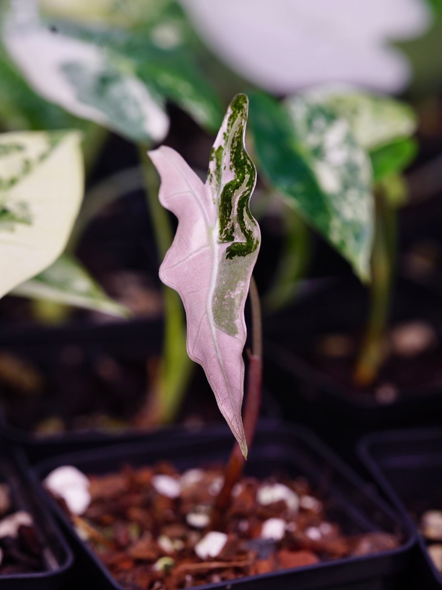 Alocasia ‘Pink Nobilis’ with its first leaf. Bright pink variegation contrasting against the dark green, this guy will be a winner!