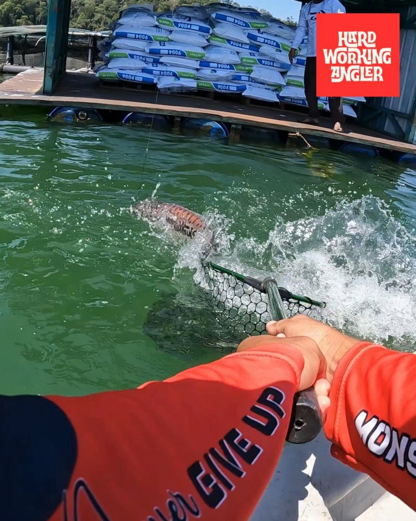 Bringing kids out for toman fishing in Temenggor is always something else. No experience? No problem. That’s what we’re here for.
We guide them step by step — from casting to reading where the fish will move. Keep things simple, let them enjoy it.
Once they get that first strike, everything just clicks. That’s the moment.
Temenggor always delivers.
Website: https://www.hardworkingangler.com
Instagram: https://www.instagram.com /fishermanfromtown
Facebook: https://www.facebook.com/peacockbassmalaysia
#toman #hampalabarb #fishing #visitmalaysia #hardworkingangler #peacockbassfishingguidemalaysia #mancing #mancingmania