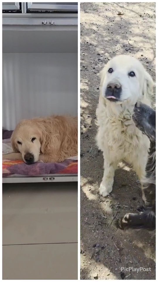 The before and after of Leo ❤️
From deadly ill when he first came out of the government shelter, to happy and healthy in the Melez enclosure!