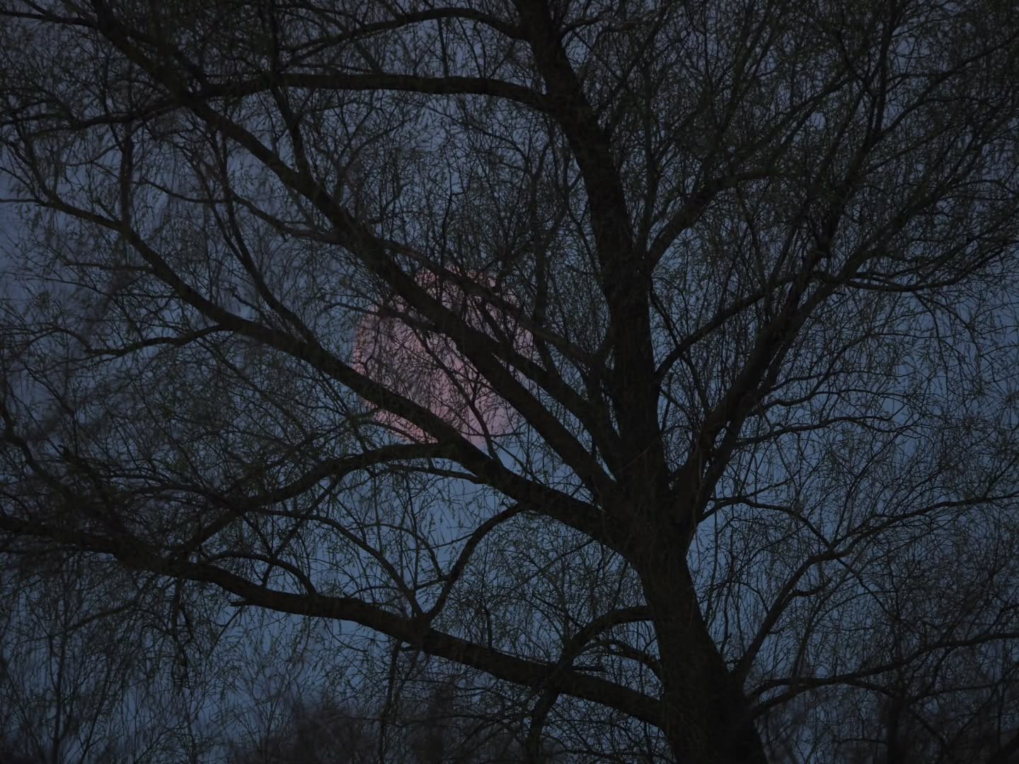 Саітанковий місяць ховався за гілками