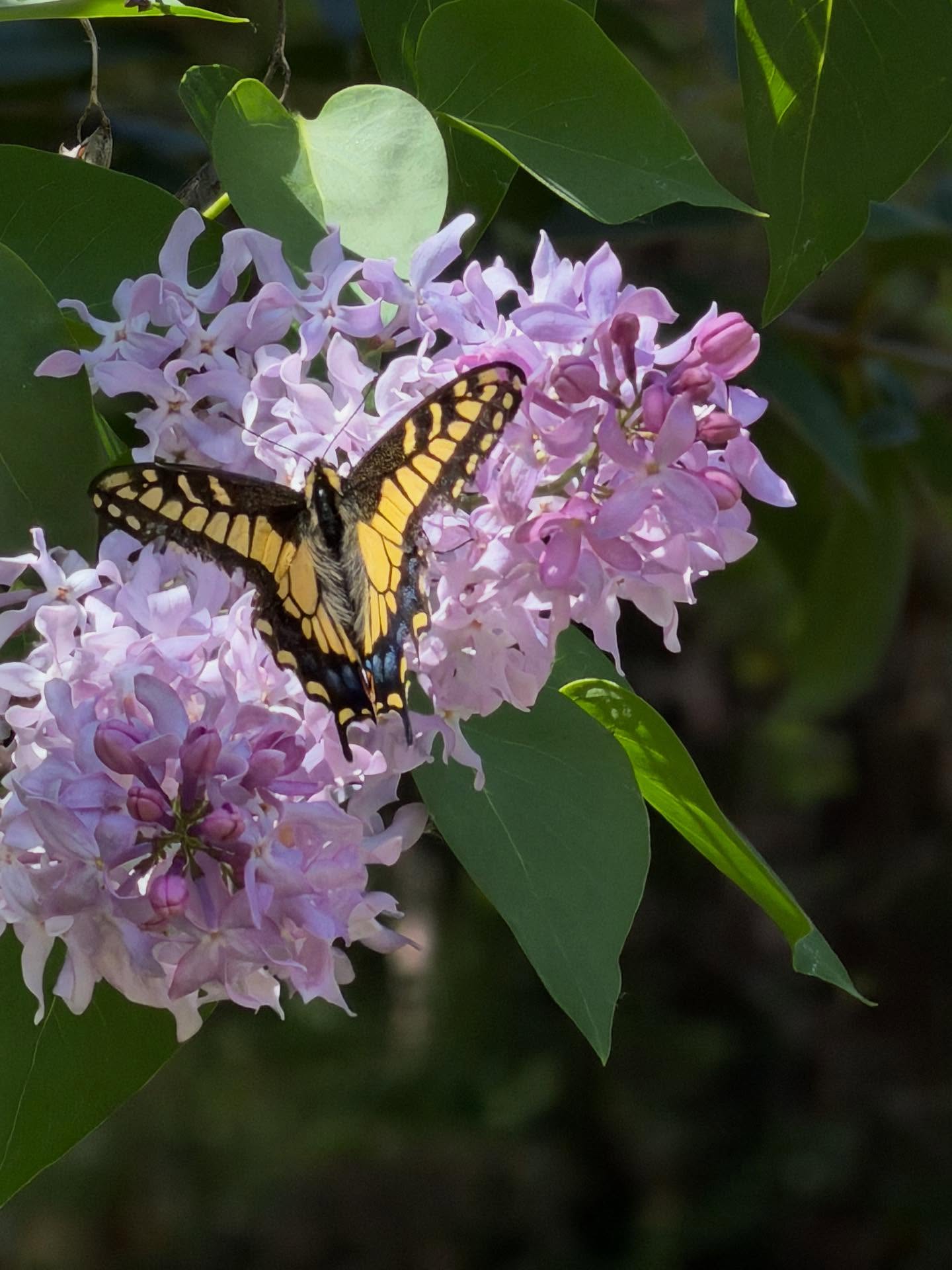 A beautiful Swallowtail butterfly feeding on the fragrant lilac flowers at Camp Lotus. Seek says it is an Anise Swallowtail butterfly but their range overlaps with the Western Tiger Swallowtail who look very similar but lack the pretty blue markings on their hindwing. Any butterfly experts out there who can correctly identify this little friend?