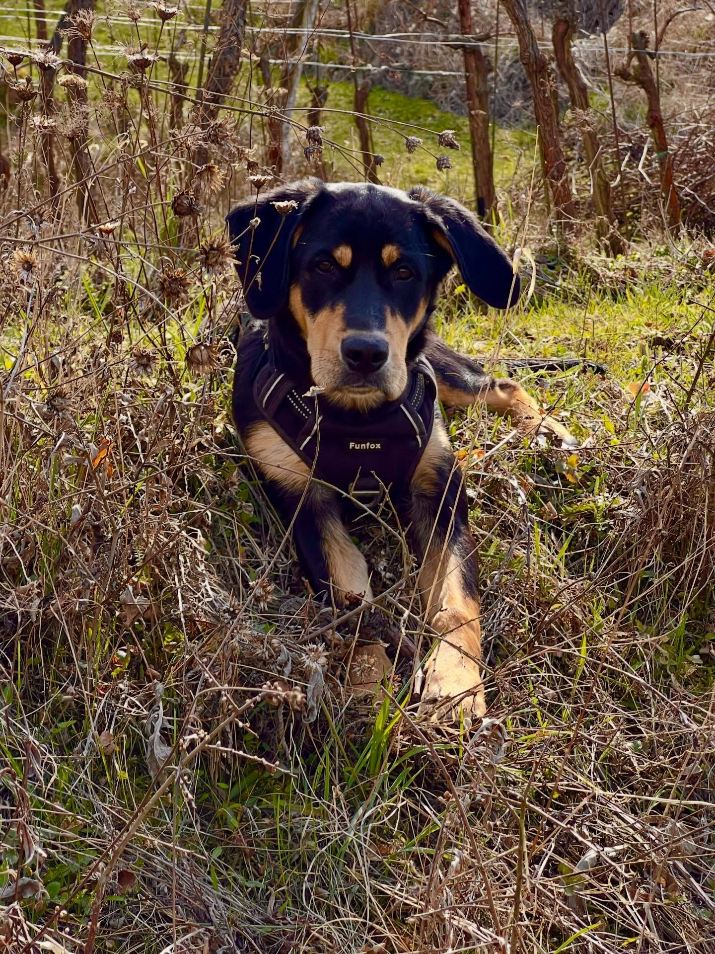 Weingartenbesucher 3/3