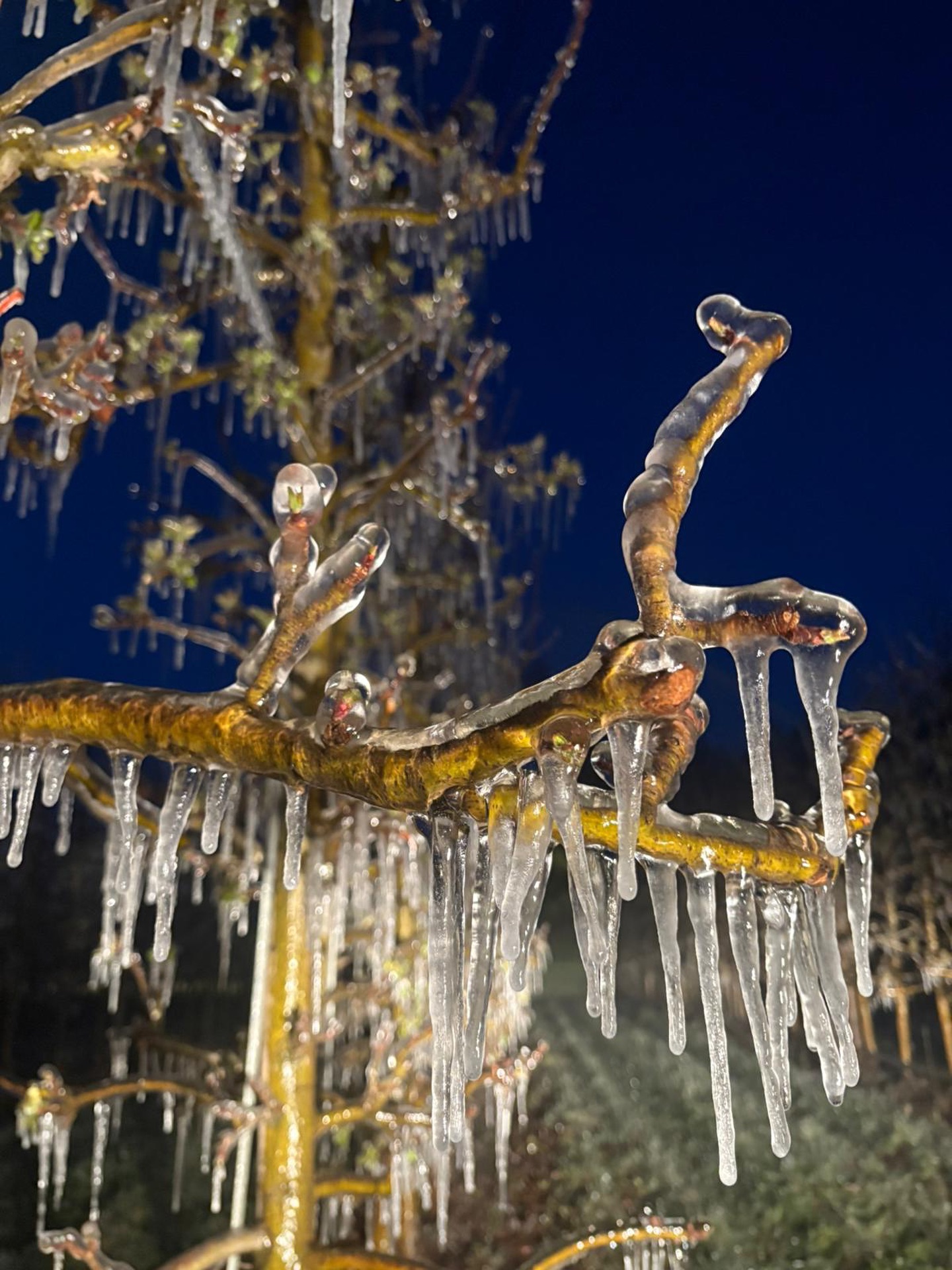-3 degrés ce matin dans nos vergers 🥶 Nous avons du arroser nos arbres fruitiers à fin de les protéger des températures négatives. La glace protectrice isole les branche et empêche les jeunes pousses de geler.