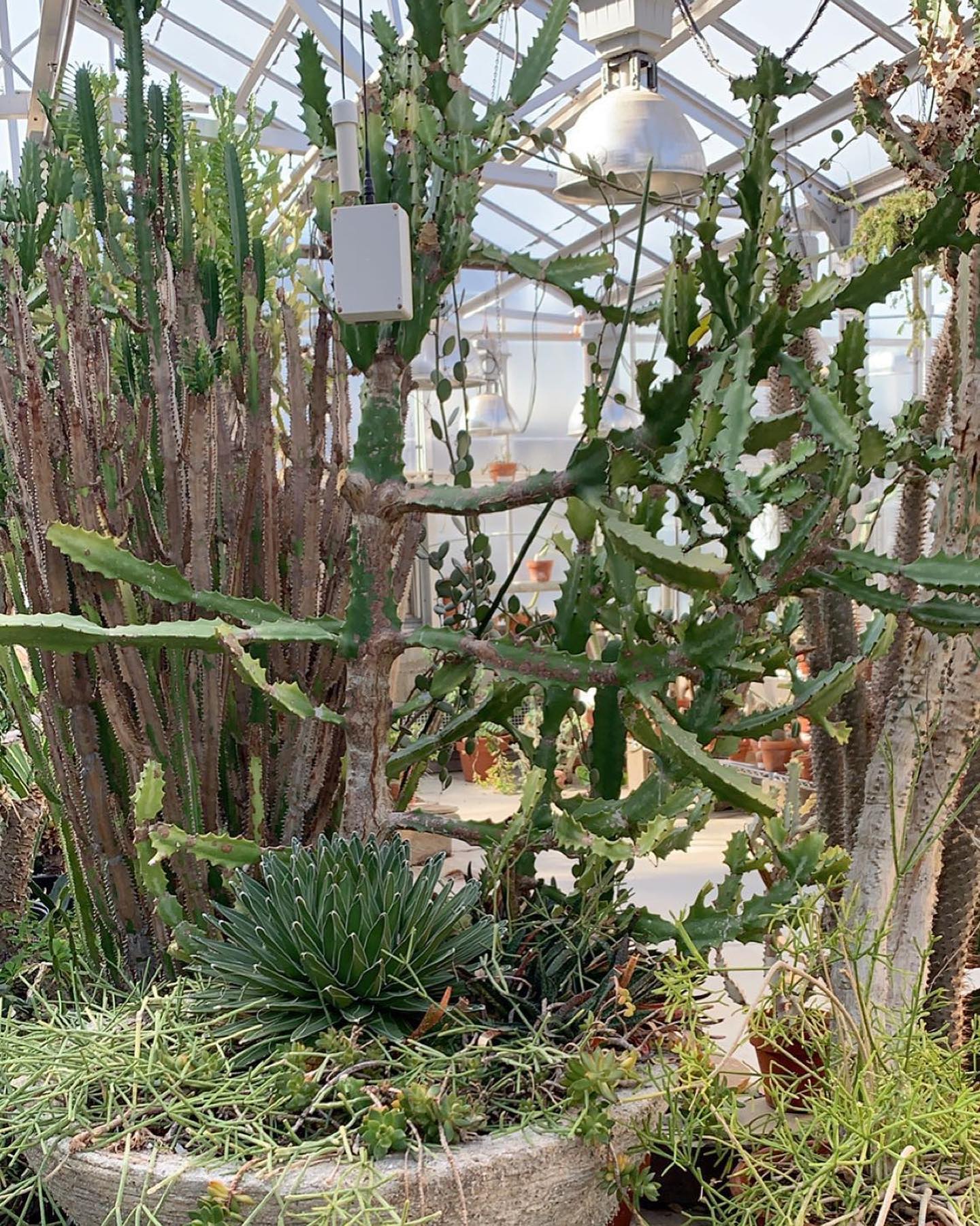 Taken in the Biological Sciences Greenhouse at The Ohio State University’s campus.