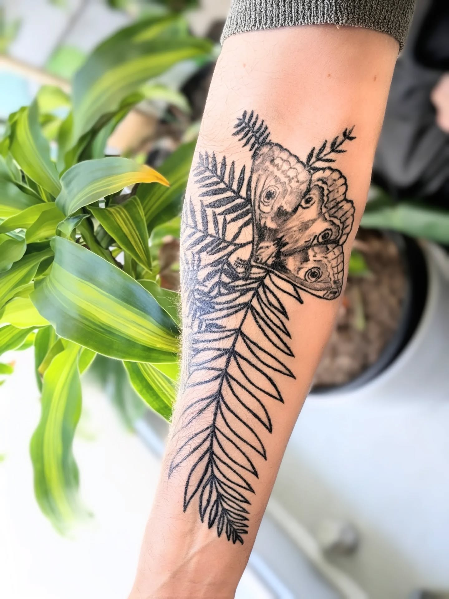 Healed moth & botanical forearm tattoo 🌿
Inspired by 📺 @thelastofus !
#tattoo #mothtattoo #tattoos #zentattoo #botanical