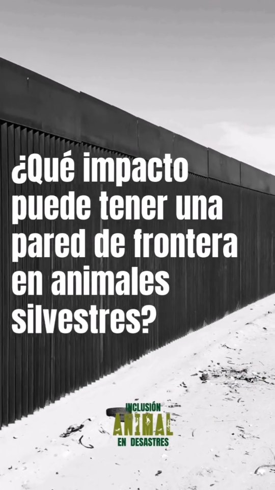 Muchas veces escuchamos de desastres de origen natural (inundaciones, sequías, incendios, etc.) ante los cuales los animales han desarrollado varias herramientas para su sobrevivencia como ser la evacuación de lugares peligrosos.
Pero también existen los desastres de origen humano, como en este caso sería la muerte colectiva de estos animales al estar atrapados en una situación creada por las personas. De no existir esta pared, es probable que la mayoría de los aninales hubiesen podido evacuar exitosamente y sobrevivir.
Estos son desastres totalmente evitables 😪
.
.
.
.
#animalesendesastres #iad #iadlatam #inclusionanimalendesastres #inclusionanimal #cuidadoanimal #ningunanimalsequedaatras #animal #animallovers #animals #amor #ayuda #proteccion #conservacion #educacion #desastres #desastresnaturales #latina #cambioclimatico #seguridad #migracion #caribe #petsofinstagram #plandemergencias #americalatina