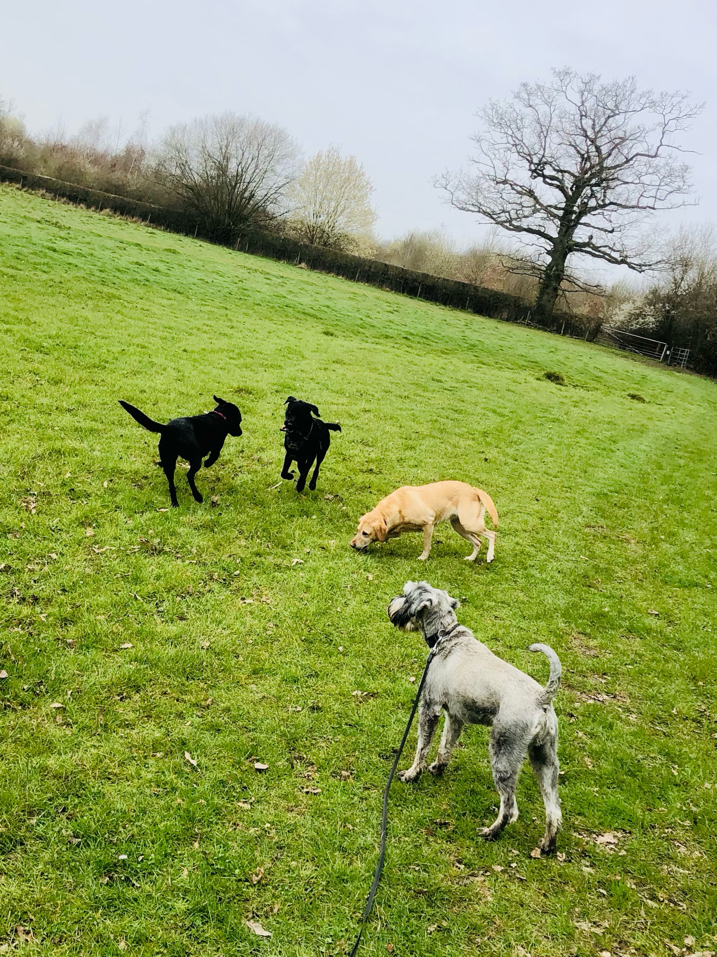 ❤️
If your dog would like to have a walk with us then contact us at www.ardendogwalking.co.uk and check out our half-day experience.
#ullenhall #tanworthinarden #hockleyheath #henleyinarden #dog