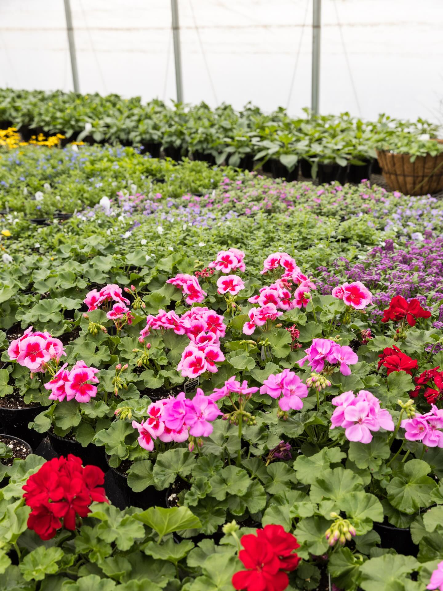 🌸 More and more blooms every day!
#flowers #greenhouse #buylocal #ColdSpringFarmNY #SchoharieCounty