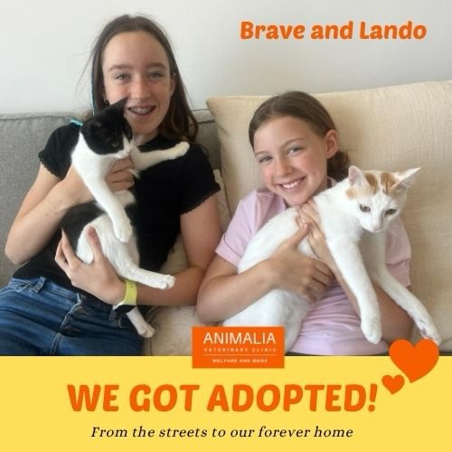 #adoptdontshop❤️ #communitycats #giveacatahome #loveuae #animaliauae