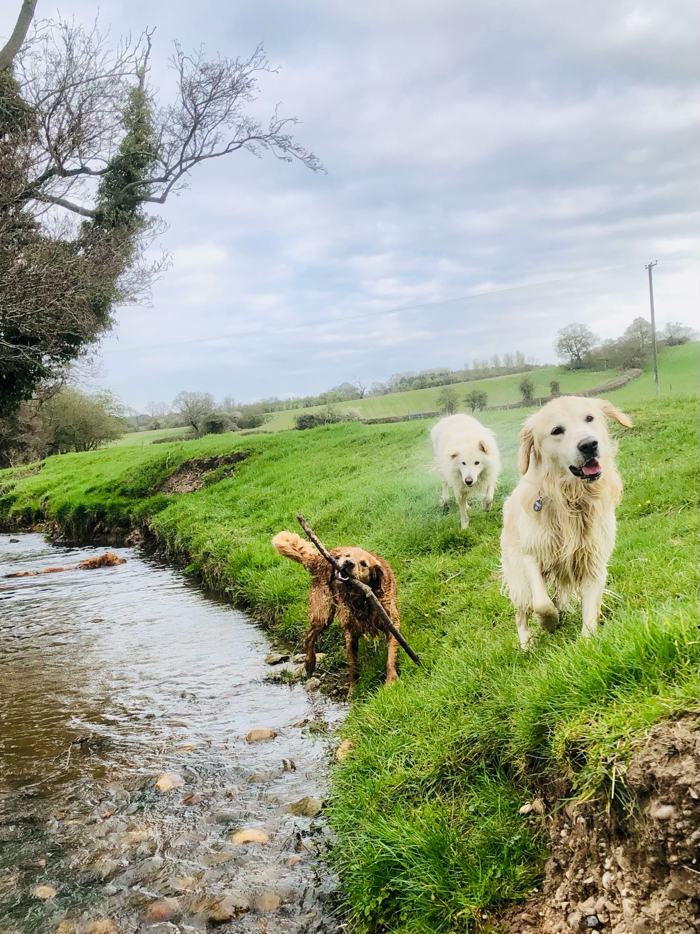 😁😁😁😁
If your dog would like to have a walk with us then contact us at www.ardendogwalking.co.uk and check out our half-day experience.
#ullenhall #tanworthinarden #hockleyheath #henleyinarden #dog