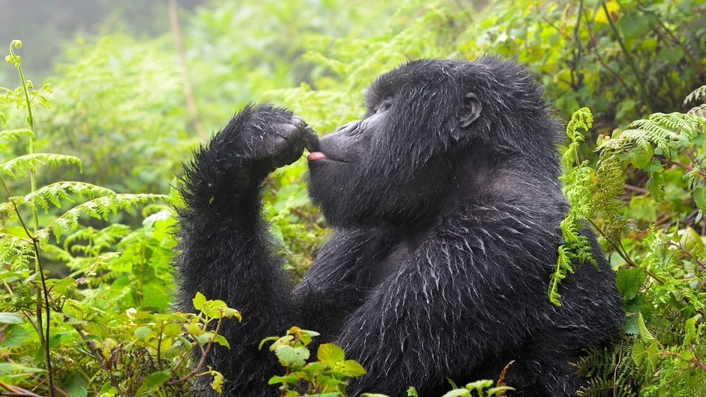 🦍 This is one of those once in a lifetime trips
Rwanda and Zanzibar in one journey, from rainforest trekking to completely switching off on the beach at the end
You start in Kigali before heading into Nyungwe Forest where chimpanzees move through the canopy and the whole place feels alive. Then onto Lake Kivu for a slower pace before heading into Volcanoes National Park for the experience everyone dreams of… trekking to see mountain gorillas, plus chimpanzees and golden monkeys
After a final night in Kigali, you fly to Zanzibar for 5 nights at LUX* Marijani. White sand, warm sea, spa time, outdoor cinema and time to fully relax after the adventure
📅 10 May 2026 – 12 nights
💷 From £6,349pp
Includes
✈️ Flights from Heathrow with Rwandair
🏨 2 nights Kigali Serena Hotel (1 at the start & 1 at the end, B&B)
🌿 2 nights Nyungwe – Full Board
🌊 1 night Lake Kivu – Full Board
🦍 2 nights Mountain Gorilla View Lodge – Full Board
🦍 1 Gorilla Trek, 1 Chimpanzee Trek & 1 Golden Monkey Trek (permits included)
📍 Kigali city tour & Genocide Museum
🌴 5 nights LUX* Marijani Zanzibar – Half Board (free upgrade from B&B)
💷 Approx £25 payable locally
📅 Book by 15 April
✨ Upgrade to All Inclusive in Zanzibar from £415pp
If this has ever been on your list, this is something really special
📞 07856 872978
📧 nctravel@travel-pa.com
🌐 nctravel.co.uk
#Rwanda #Zanzibar #NCTravelUK