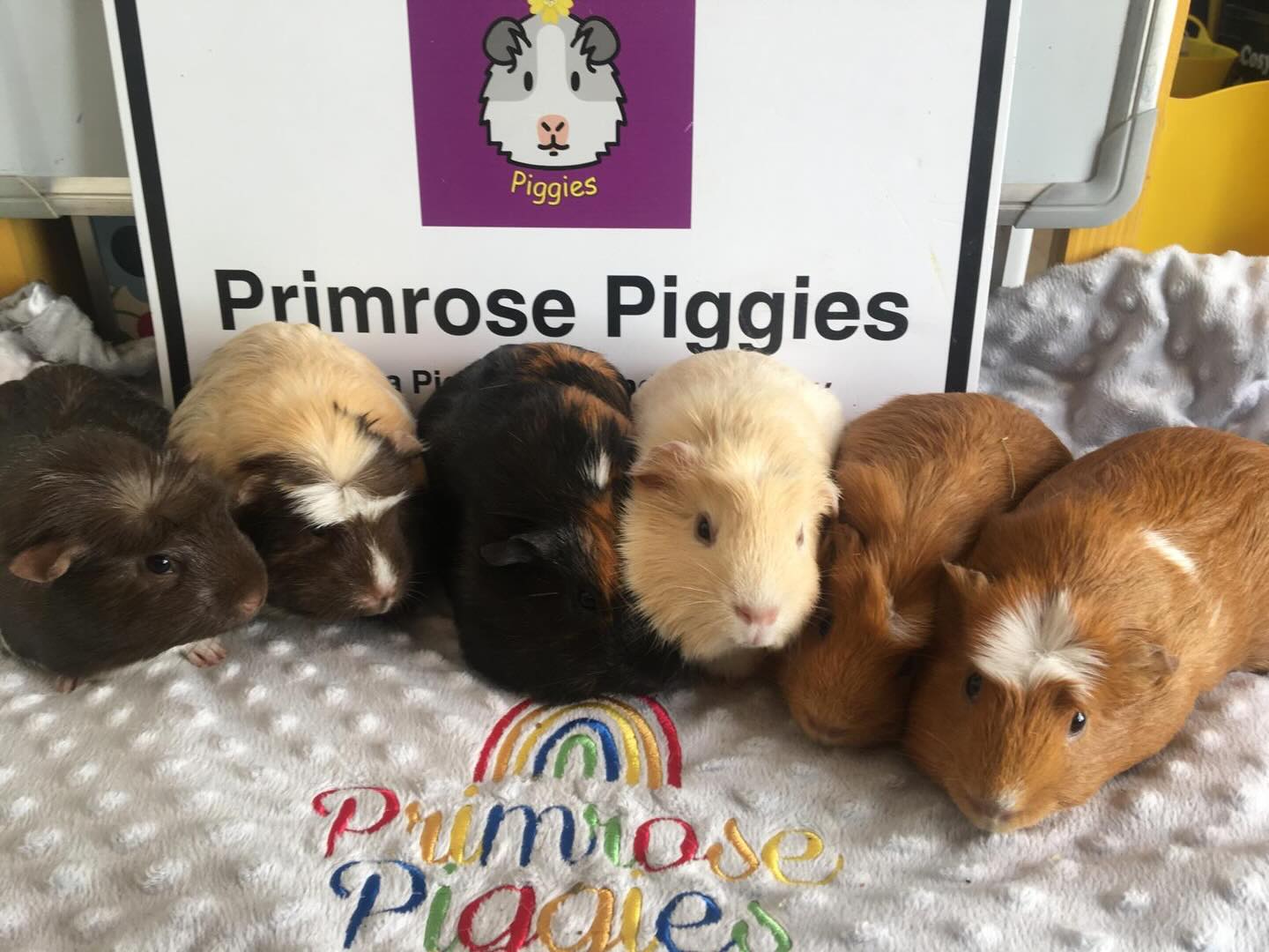 6 gorgeous new arrivals. Ranging from 5 months old to 10 months old 🩷🩷🩷🩷🩷🩵. #welcome #guineapigs #adorable