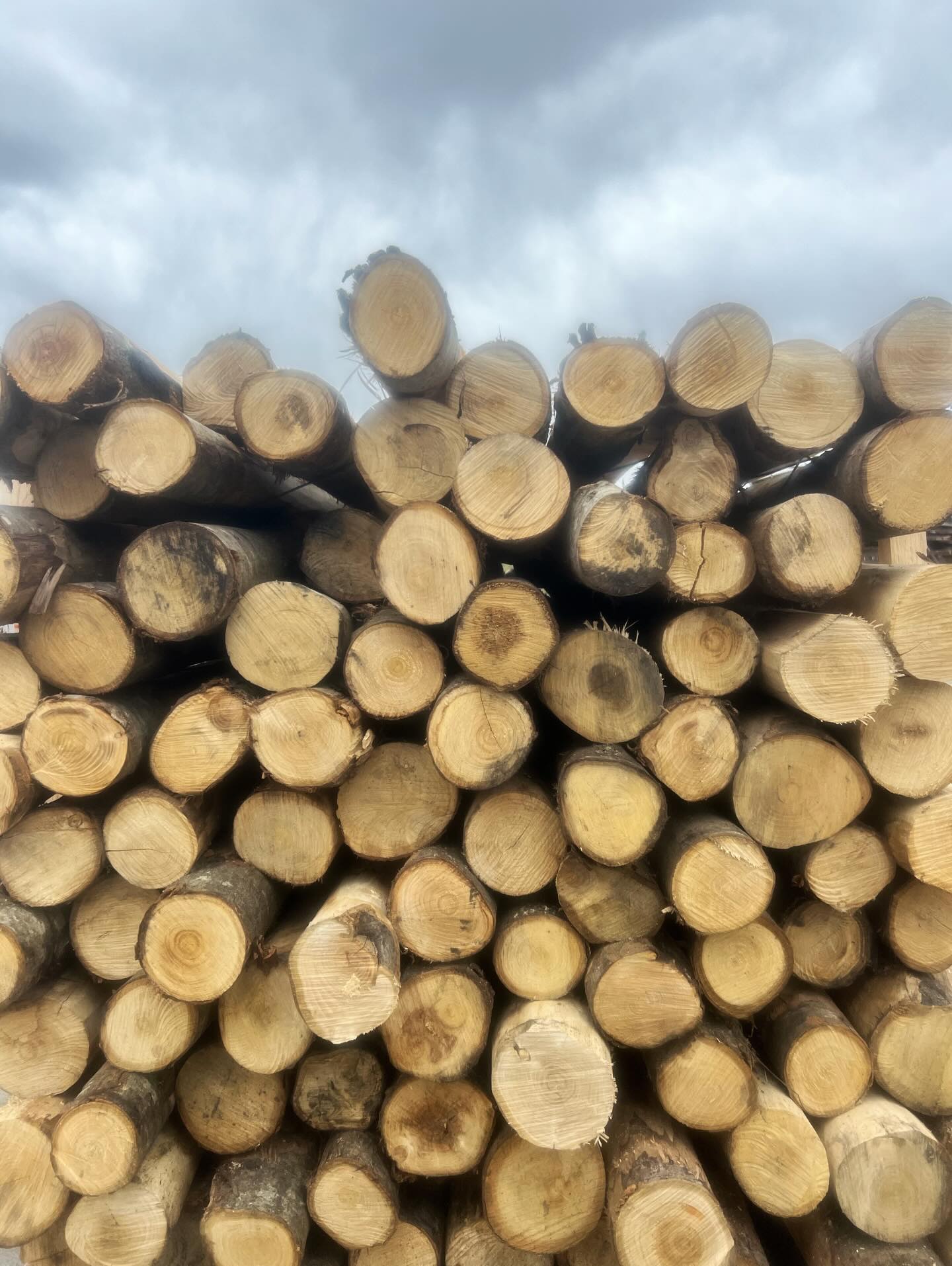 ❇️ Pronta consegna per le tue recinzioni!
Disponibili pali in pino trattati in autoclave e pali in castagno scortecciati, ideali per ogni tipo di recinzione da esterno: resistenti, durevoli e pronti all’uso.
👉 Diverse soluzioni disponibili:
• Pali in pino: con punta, senza punta e mezzi pali (vari diametri)
• Pali in castagno: con e senza punta
Contattaci per info, misure e disponibilità!
📞 0521 842618
📧 info@sandrinilegnami.it
#recinzioni #paliinlegno #castagno #pino