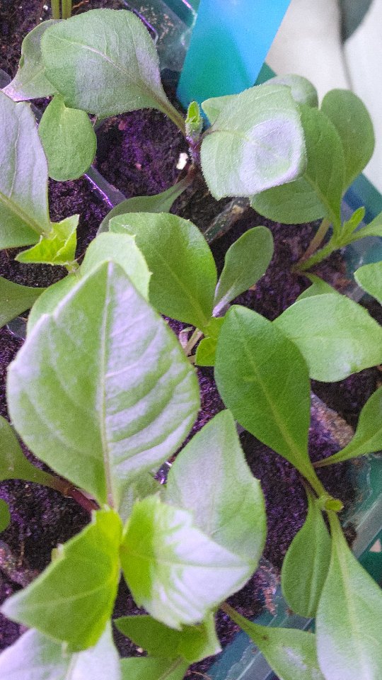 Dahlia seedlings in their first few weeks.
They take their time at the start,
then suddenly grow quickly.
We use grow lights at this stage to keep them from getting leggy.
Hard to believe these will be huge plants,
full of completely unique blooms by the end of summer.