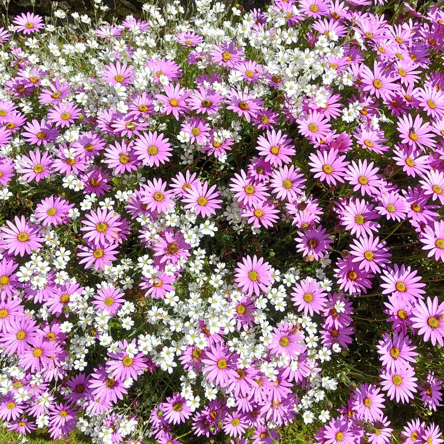 I love this show of colour in a client's garden. The Osteospermums and Snow in Summer are really standing out at the moment .
#gardening #garden #bloomsford #instagarden #gardeninspiration #garden #purpleflowers #whiteflowers #perennials #outdoorslife #southdowns #meonvalley