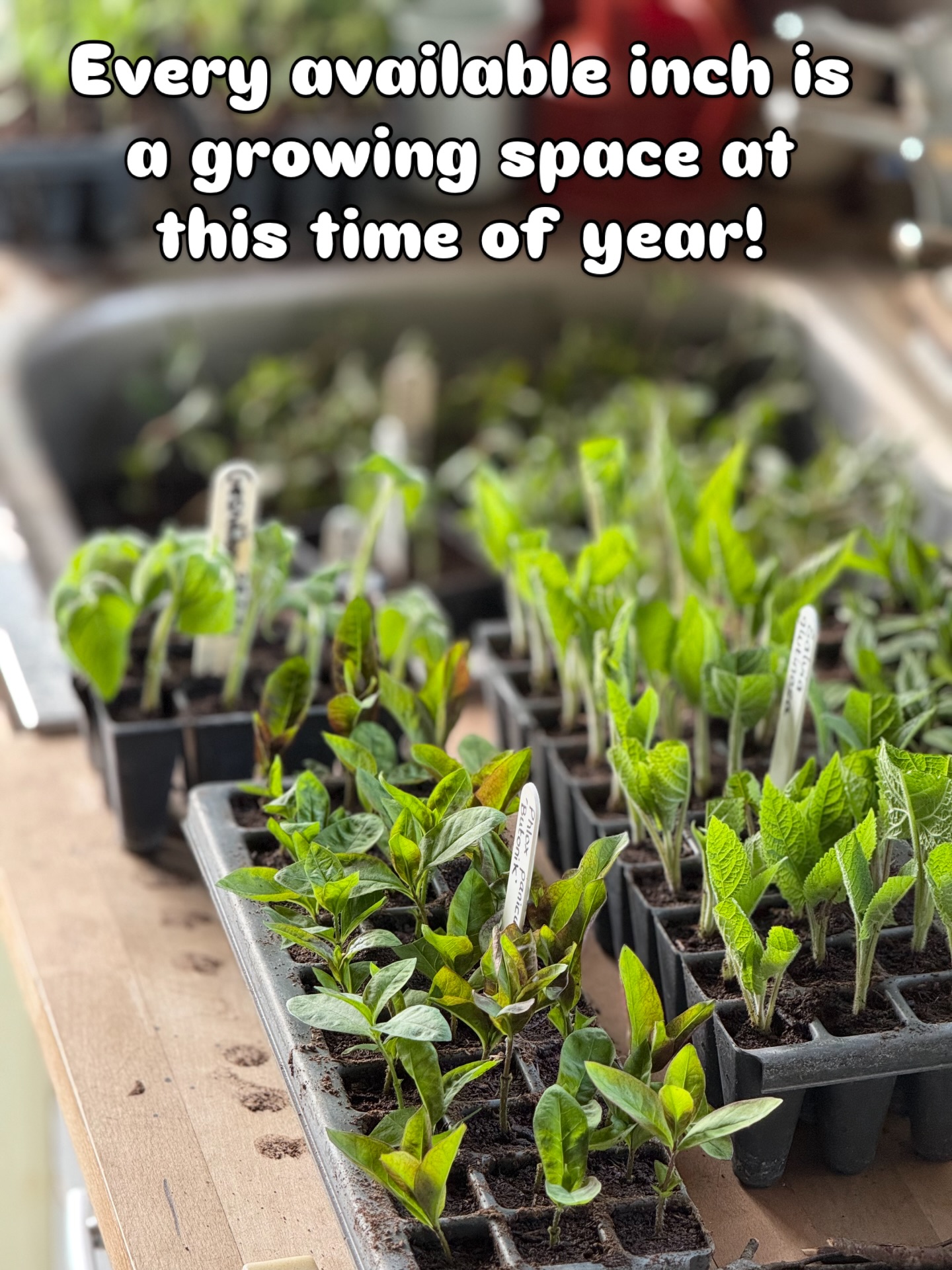 We have to move plants to wash our hands at the moment! It’s fair to say we are using every bit of space we can find!🤣 No waiting for a delivery of plants here, if we don’t prop it then it won’t be here down the line! #plantnursery #propagation #peatfree #homegrown #horticulture