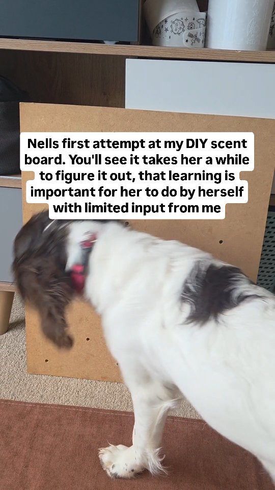 Learning all about the scent board this morning. This is just something I made nice and cheap and cheerful to practice indication and searching for smaller amounts of Kong working through distraction smells of food off the board.
Its a good rainy day activity which is beneficial considering the pouring rain outside!
#scentsports #springerspanielpuppy #scentwork