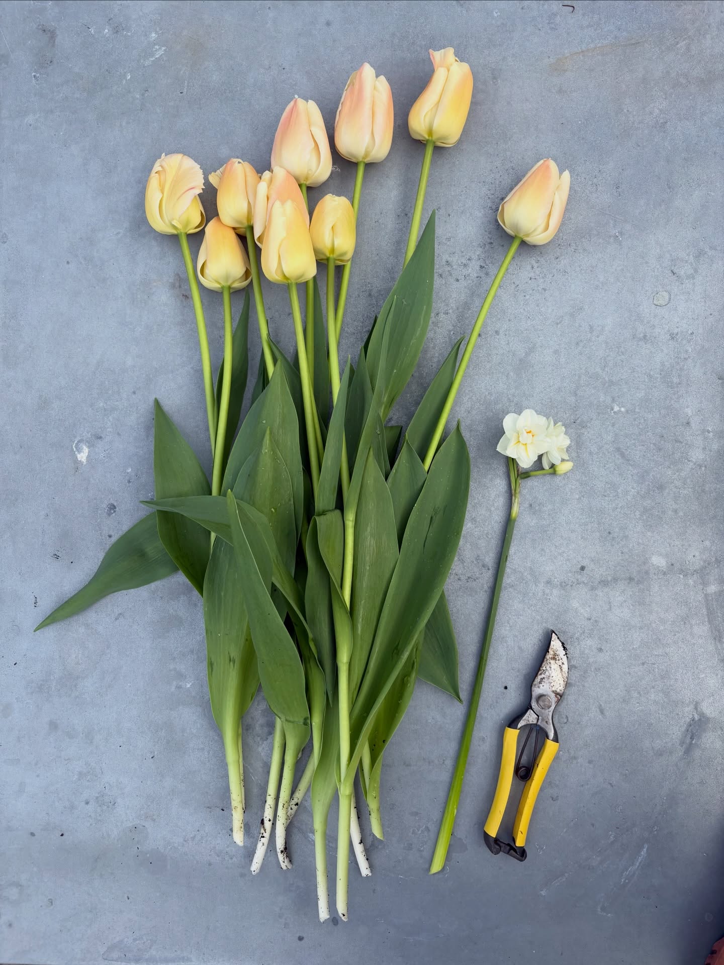 My first cut of tulips - āApricot Prideā whoppers with 70cm+ stems! A tall narcissi for scale š Iāve kept them in a sheltered, shady spot to try and slow them for April weddings - in crates so they can be protected from voles and moved into the sun to bring in when needed š
#somersetflowerfarm #springflowers #tulipseason #cutflowergarden #seasonalsimplicity