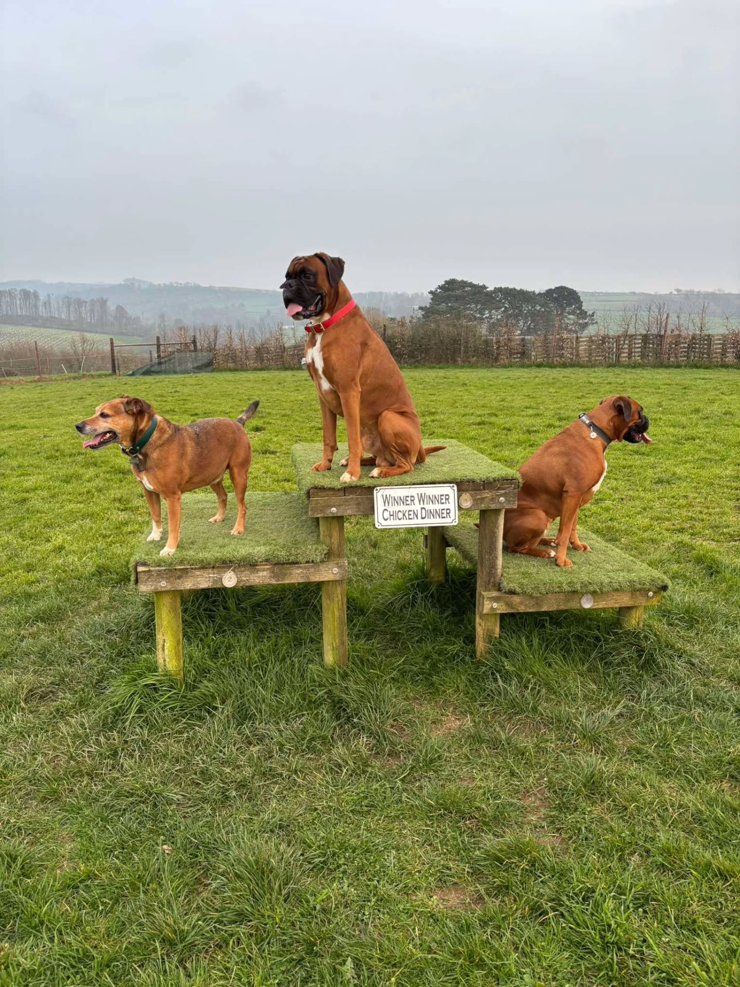 Last week we welcomed two beautiful boxers and an honorary boxer staff.
Owner Sarah said "It was a beautiful well thought out lovely place. It was so worth the trip from Plymouth. Will definitely be back soon."
Thanks Sarah, we look forward to seeing you all again soon ๐คฉ
#SecureDogField
#ReactiveDogs
#DevonDogs
#DogFriendlyDevon
