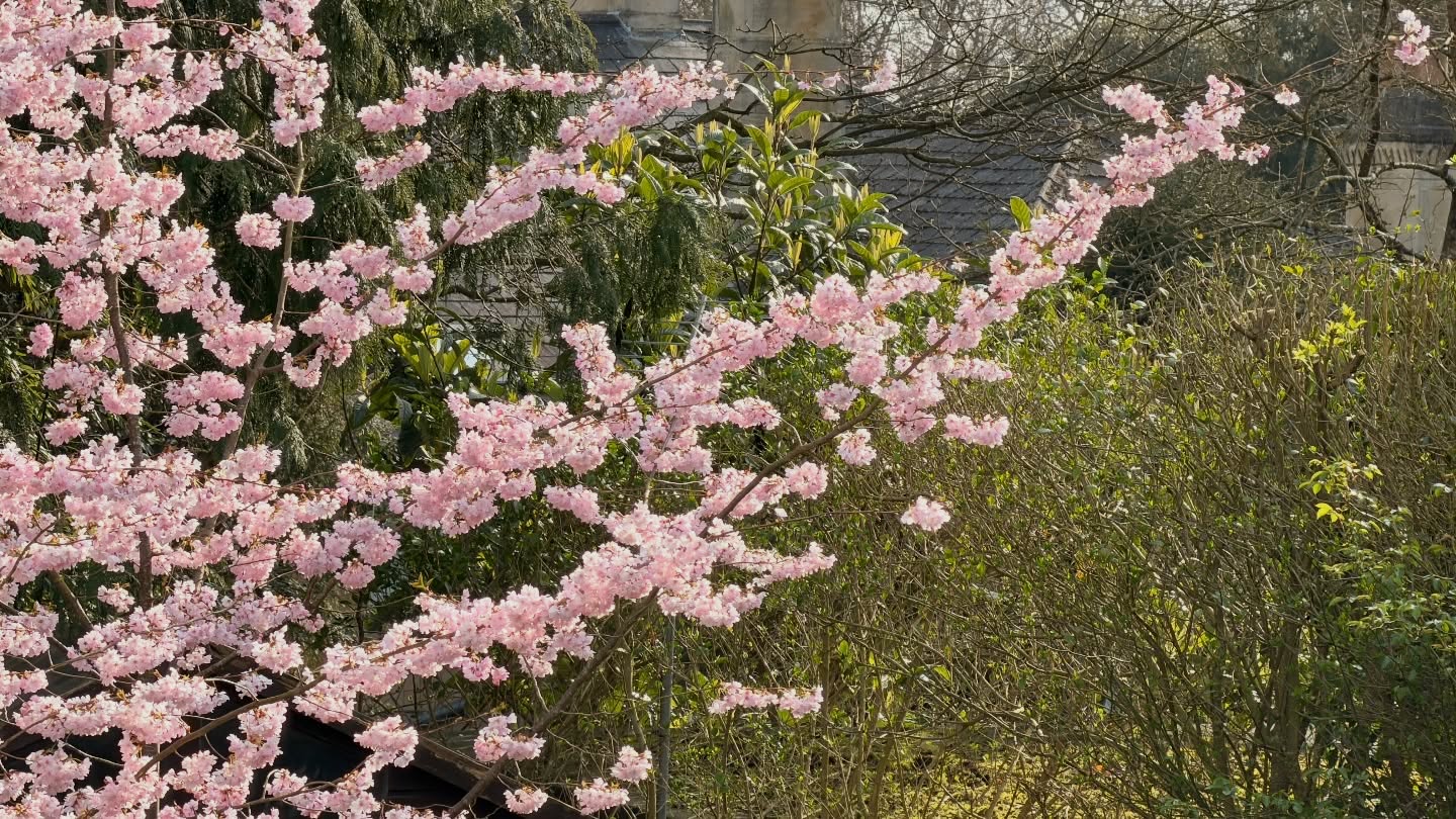 Monday sun with the beautiful blossom on the trees ☀️🌸
Back out attending to our garden maintenance contracts, with some being the first visits of the year. That means tackling high grass cuts, clearing up after the winter months and getting everything back into shape ready for the season ahead 🌿
A lot of lawns had grown out, beds needed tidying, and general maintenance was well overdue — but that first cut and tidy always makes a huge difference 👌
From here it’s all about keeping on top of things with regular visits, helping each garden look its best as we head further into spring 🌱
And with the blossom out and the sun shining… can’t complain ☀️💪
#MJBGroup #GardenMaintenance #SpringStart #FirstCut #BlossomSeason